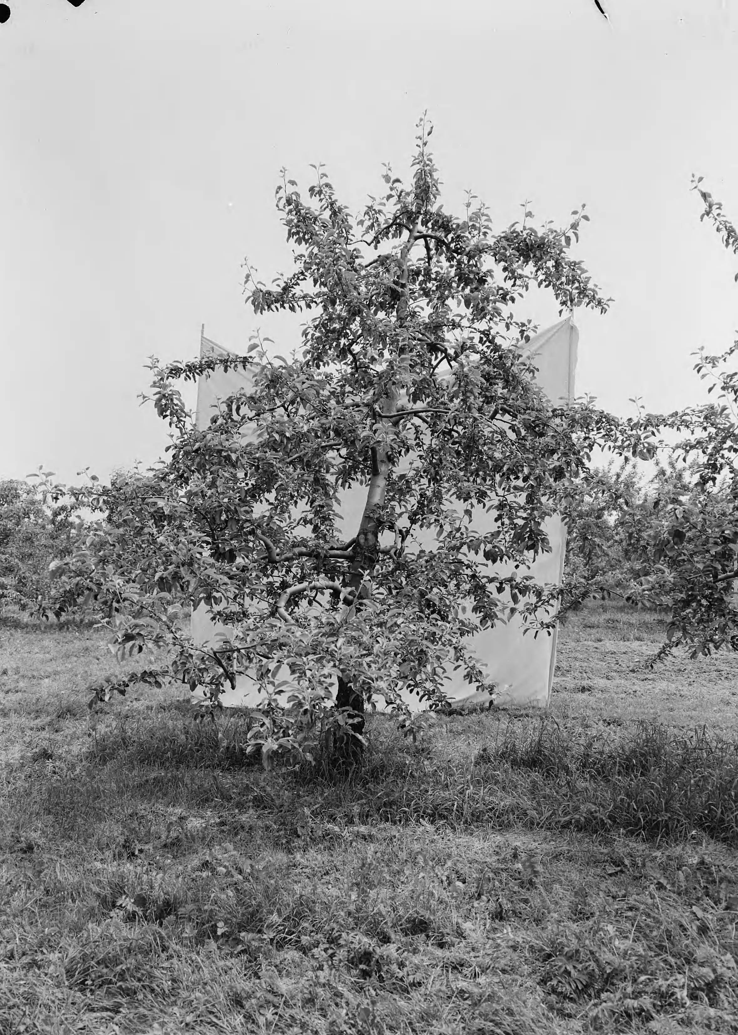 Fotocollectie Nederlandse Heidemaatschappij — Boomgaard Fruitteeltschool te Houten. Jonathan IV 22 jaar — Foto: Eyssen, [...] / Heidemij. Licentie: Set B: Rechtenvrij / Publiek Domein. Bron: Nationaal Archief. http://hdl.handle.net/10648/ae76281e-d0b4-102d-bcf8-003048976d84