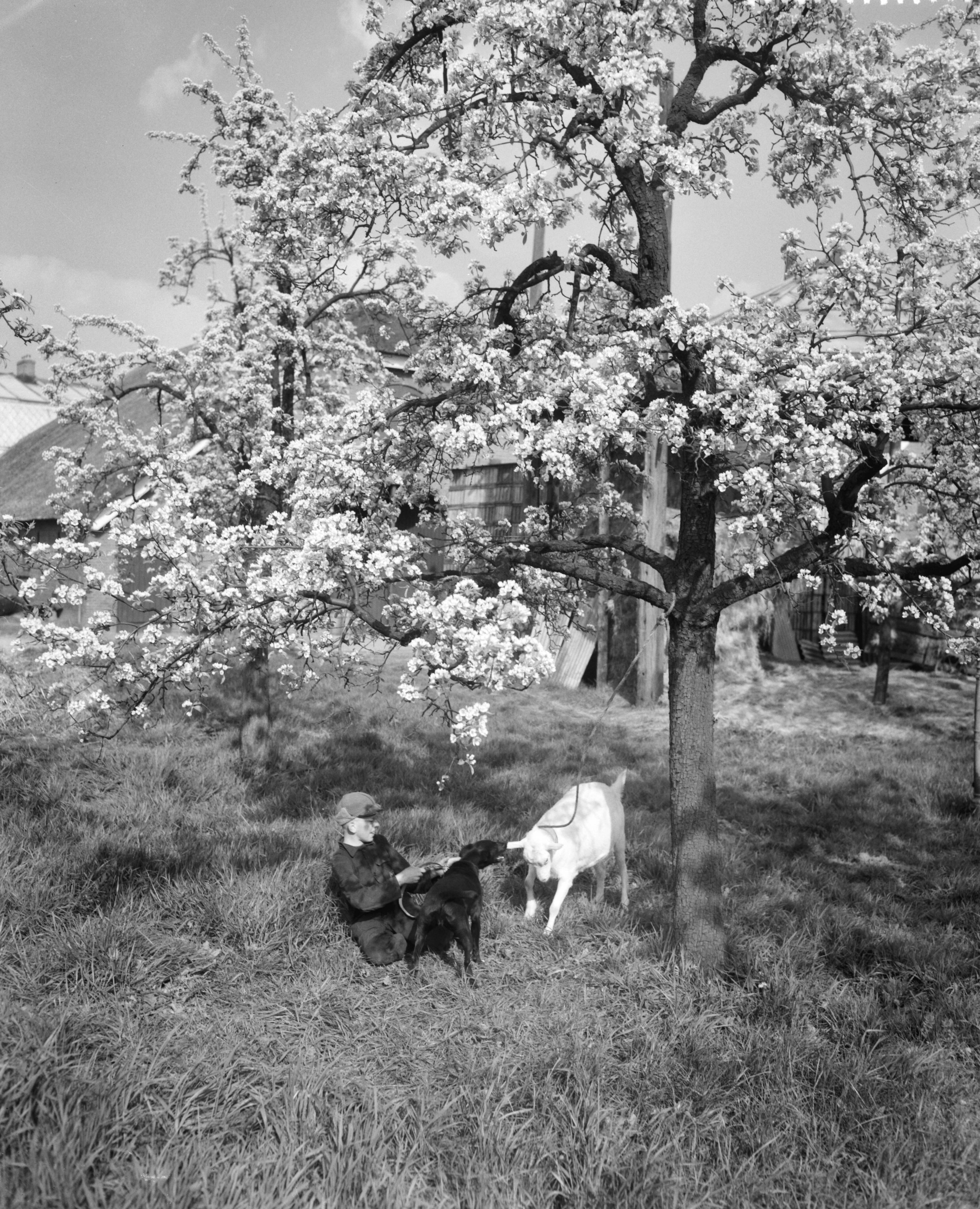 Fotocollectie Anefo — Bloeiende boomgaard bij Bunnik — Foto: Behrens, Herbert F. / Anefo. Licentie: Set B: Rechtenvrij / Publiek Domein. Bron: Nationaal Archief. http://hdl.handle.net/10648/a9acf75e-d0b4-102d-bcf8-003048976d84