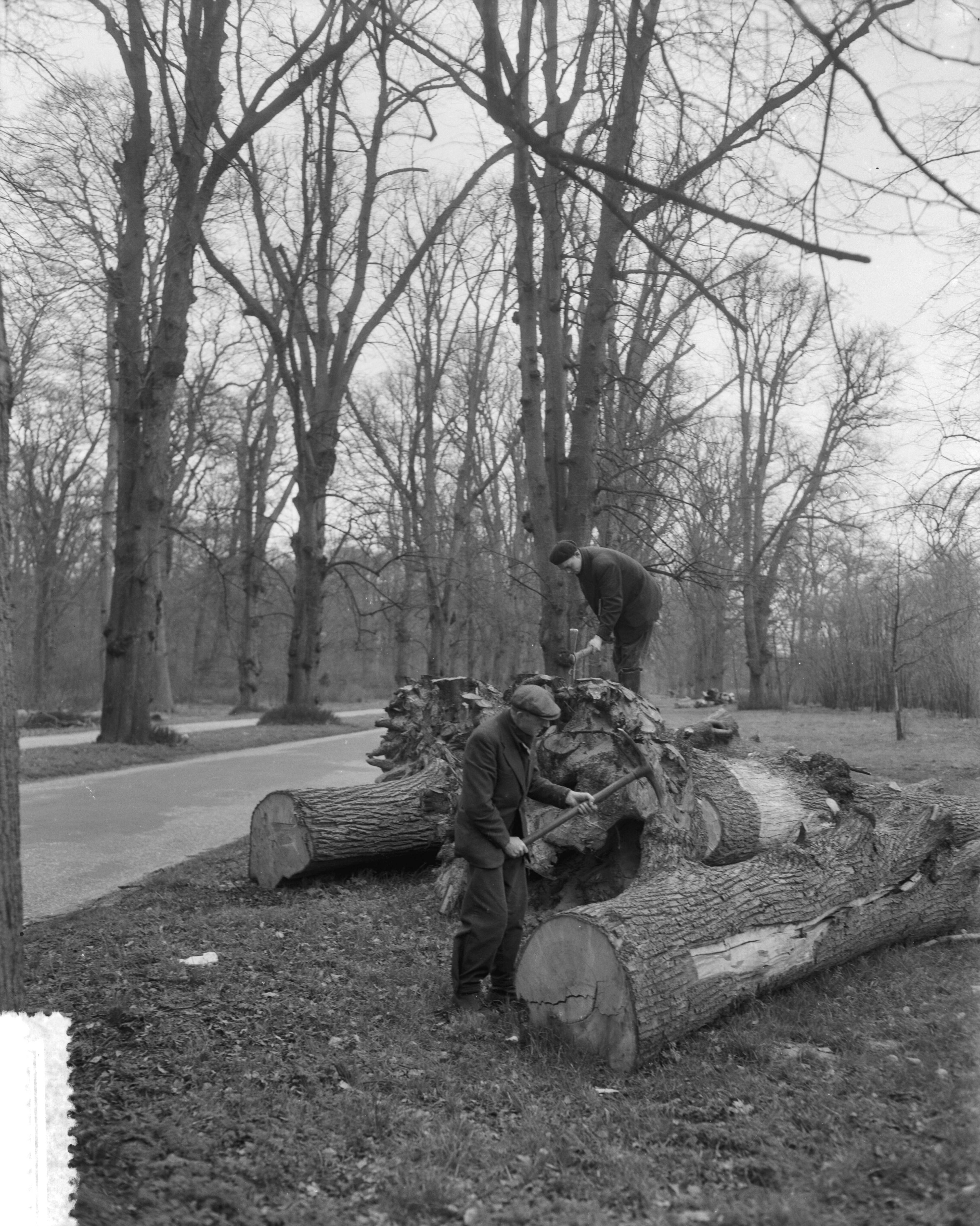 Fotocollectie Anefo — Bomen kappen in de Haarlemmerhout. Spanjaardslaan — Foto: Pot, Harry / Anefo. Licentie: Set B: Rechtenvrij / Publiek Domein. Bron: Nationaal Archief. http://hdl.handle.net/10648/a959ef50-d0b4-102d-bcf8-003048976d84
