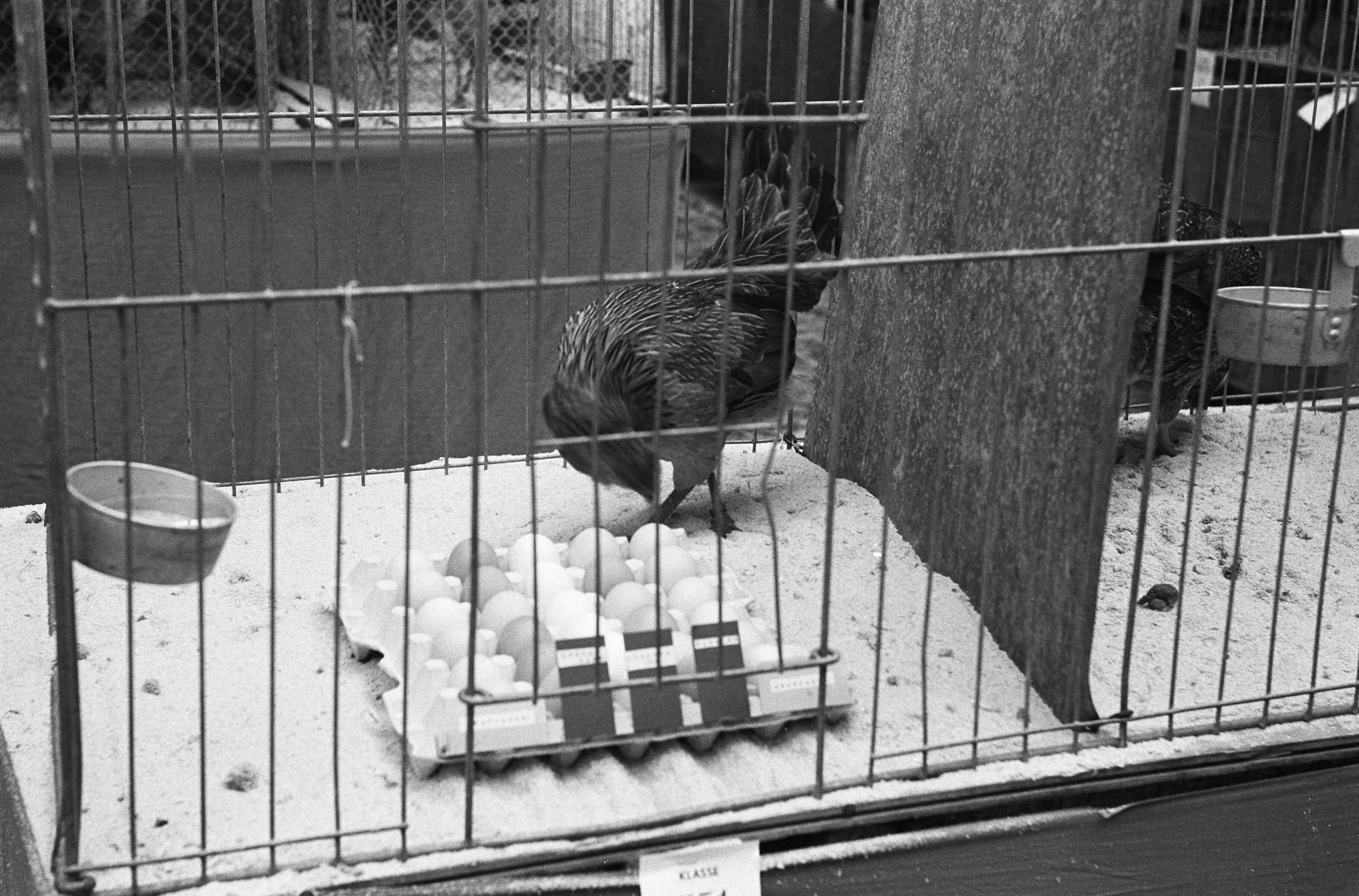 Fotocollectie Anefo — Avicultura Slotshow voor Kleindierenteelt in Den Haag. Araucana kip met blauwe eieren — Foto: Pot, Harry / Anefo. Licentie: Set B: Rechtenvrij / Publiek Domein. Bron: Nationaal Archief. http://hdl.handle.net/10648/a9f4b8c8-d0b4-102d-bcf8-003048976d84