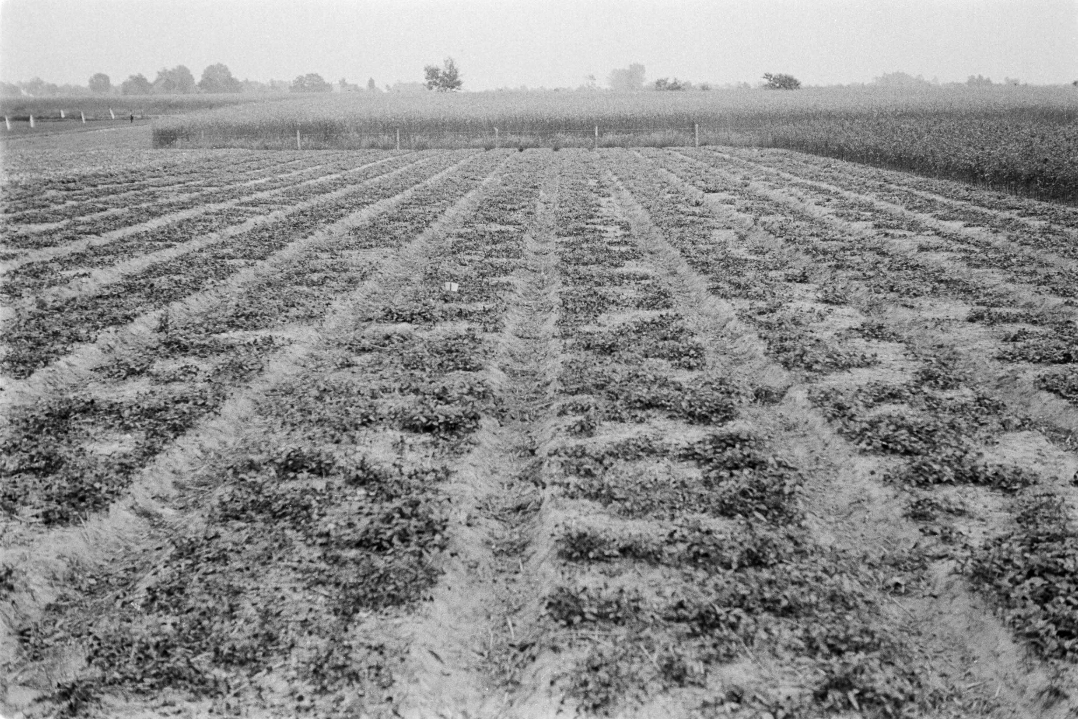 Fotocollectie Nederlandse Heidemaatschappij — Noord-Brabant|Zundert|bosbouw |proefzaaibedden |beukennoten — Foto: Fotograaf Onbekend / Heidemij. Licentie: Set B: Rechtenvrij / Publiek Domein. Bron: Nationaal Archief. http://hdl.handle.net/10648/ae894b9c-d0b4-102d-bcf8-003048976d84