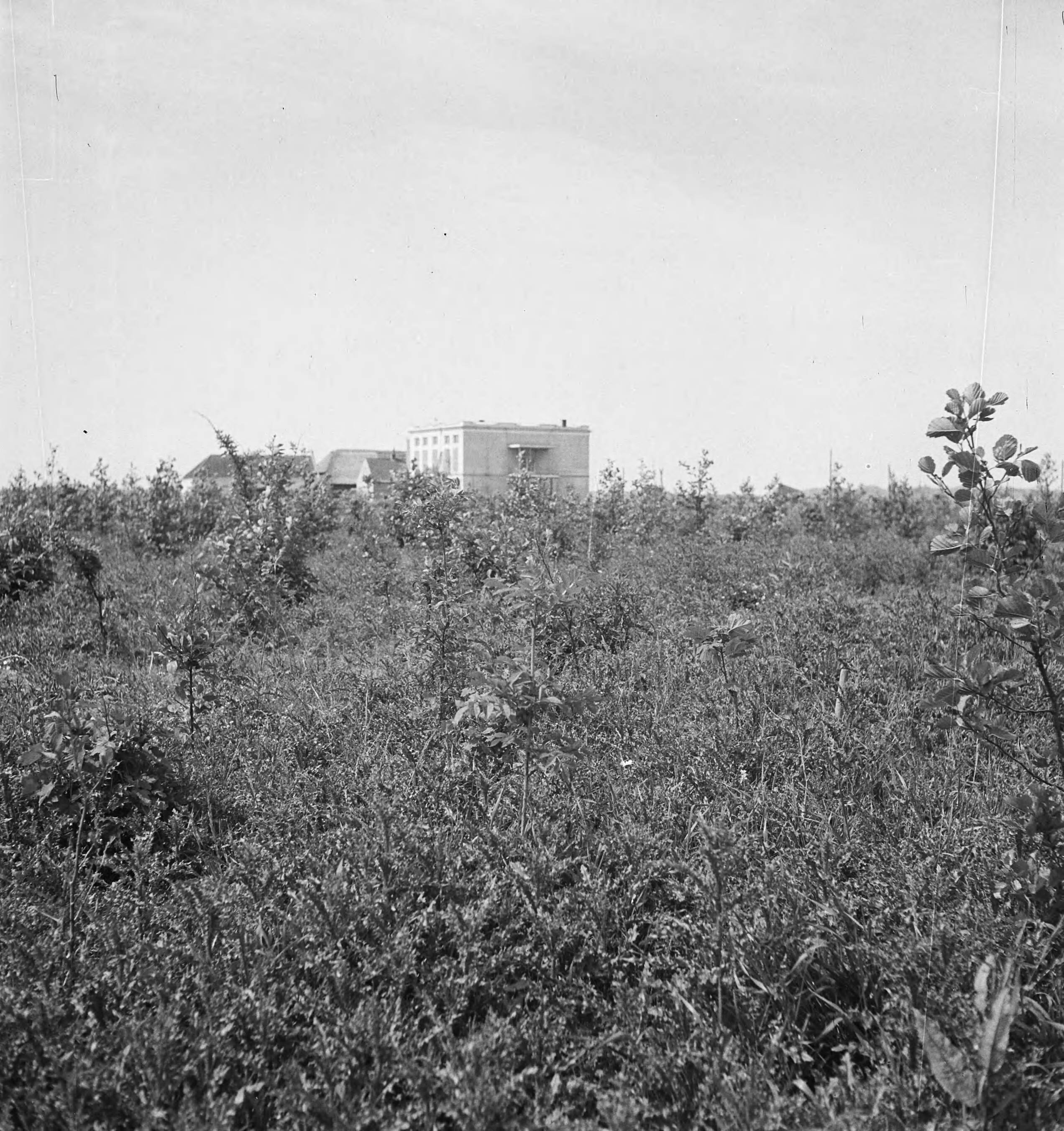 Fotocollectie Nederlandse Heidemaatschappij — [geen bijschrift. Wellicht herbeplanting landgoed "ter Hooge" in het 2e jaar van de aanleg — Foto: Tromp, [...] / Heidemij. Licentie: Set B: Rechtenvrij / Publiek Domein. Bron: Nationaal Archief. http://hdl.handle.net/10648/ae7ffdf8-d0b4-102d-bcf8-003048976d84