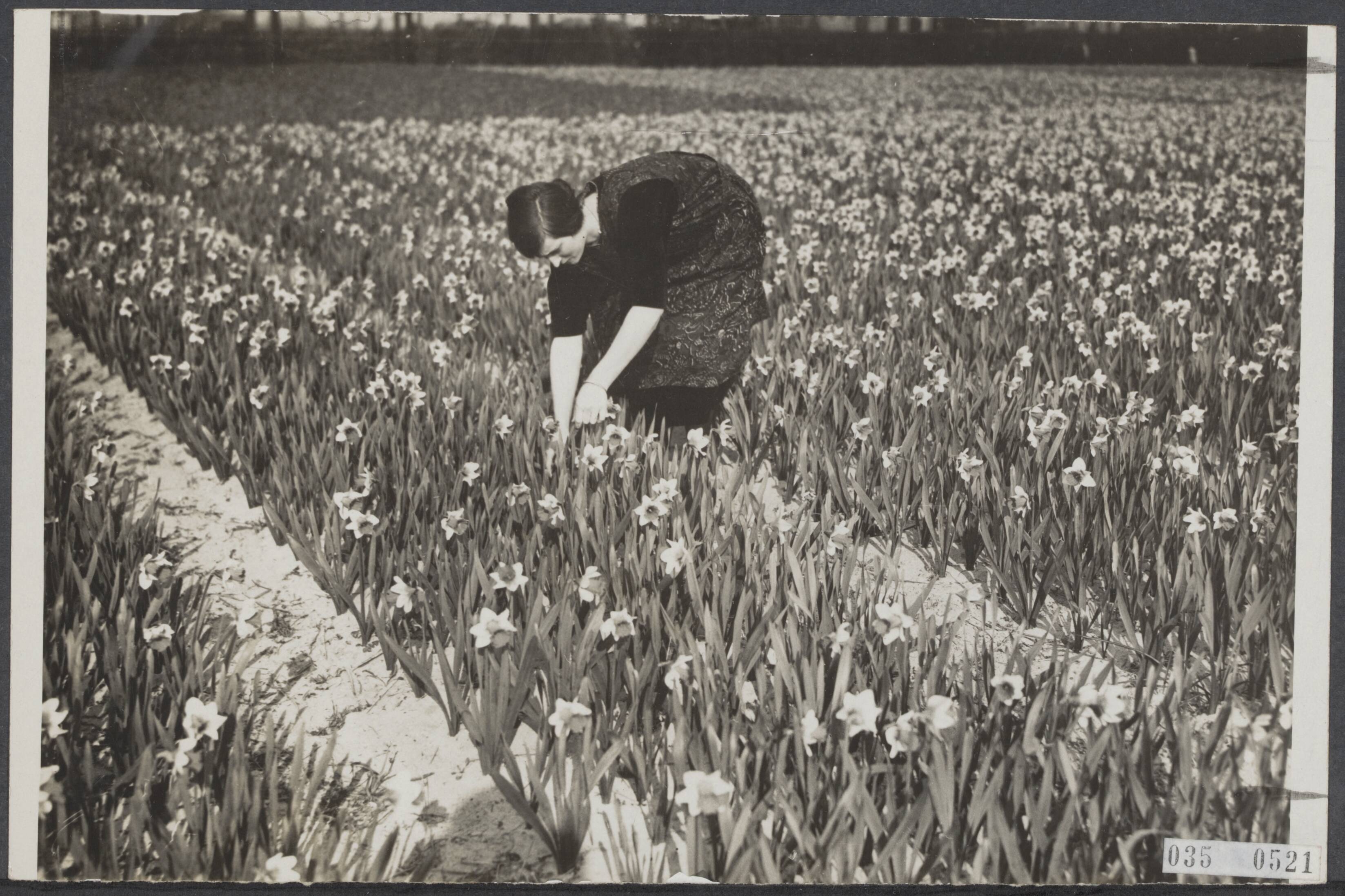 Fotocollectie Elsevier Binnenland — Bloemenweelde rond Haarlem [velden met narcissen] — Foto: N.V. Vereenigde Fotobureaux. Licentie: Set B: Rechtenvrij / Publiek Domein. Bron: Nationaal Archief. http://hdl.handle.net/10648/adeae948-d0b4-102d-bcf8-003048976d84