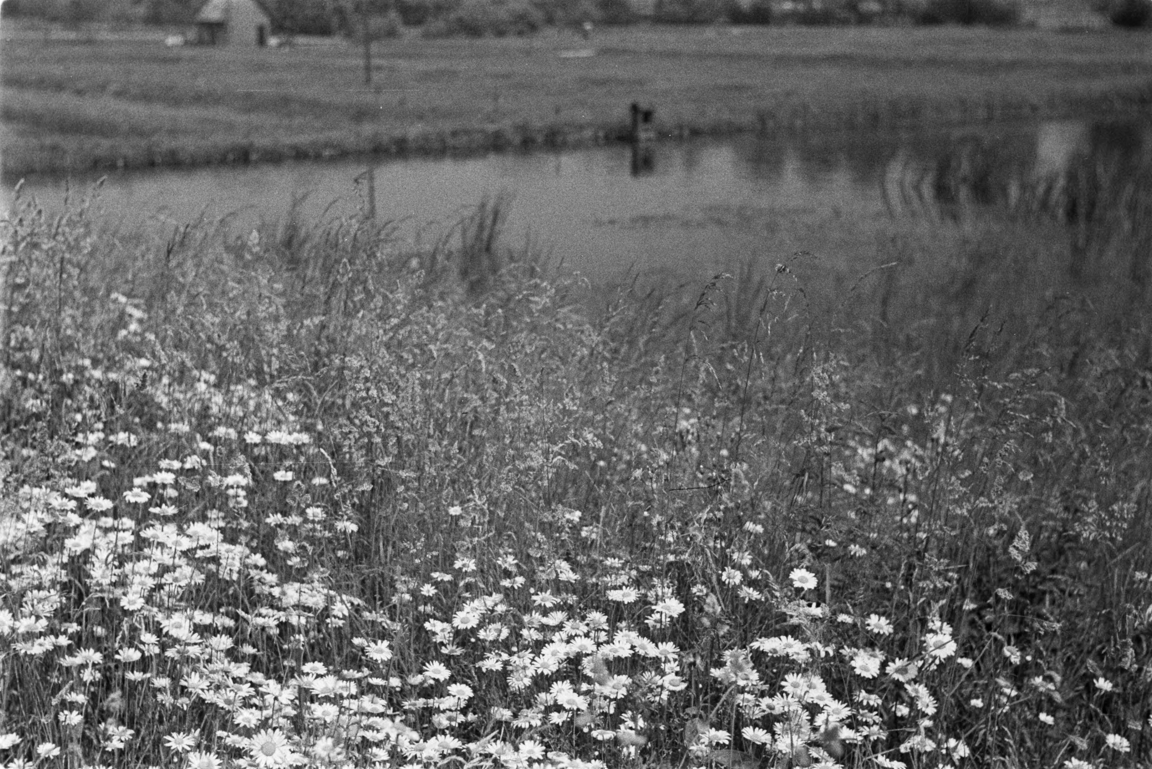 Fotocollectie Nederlandse Heidemaatschappij — Gulpen|visserij |viskwekerijen |oeverbegroeiingen |lage vijvers — Foto: Fotograaf Onbekend / Heidemij. Licentie: Set B: Rechtenvrij / Publiek Domein. Bron: Nationaal Archief. http://hdl.handle.net/10648/ae89e46c-d0b4-102d-bcf8-003048976d84