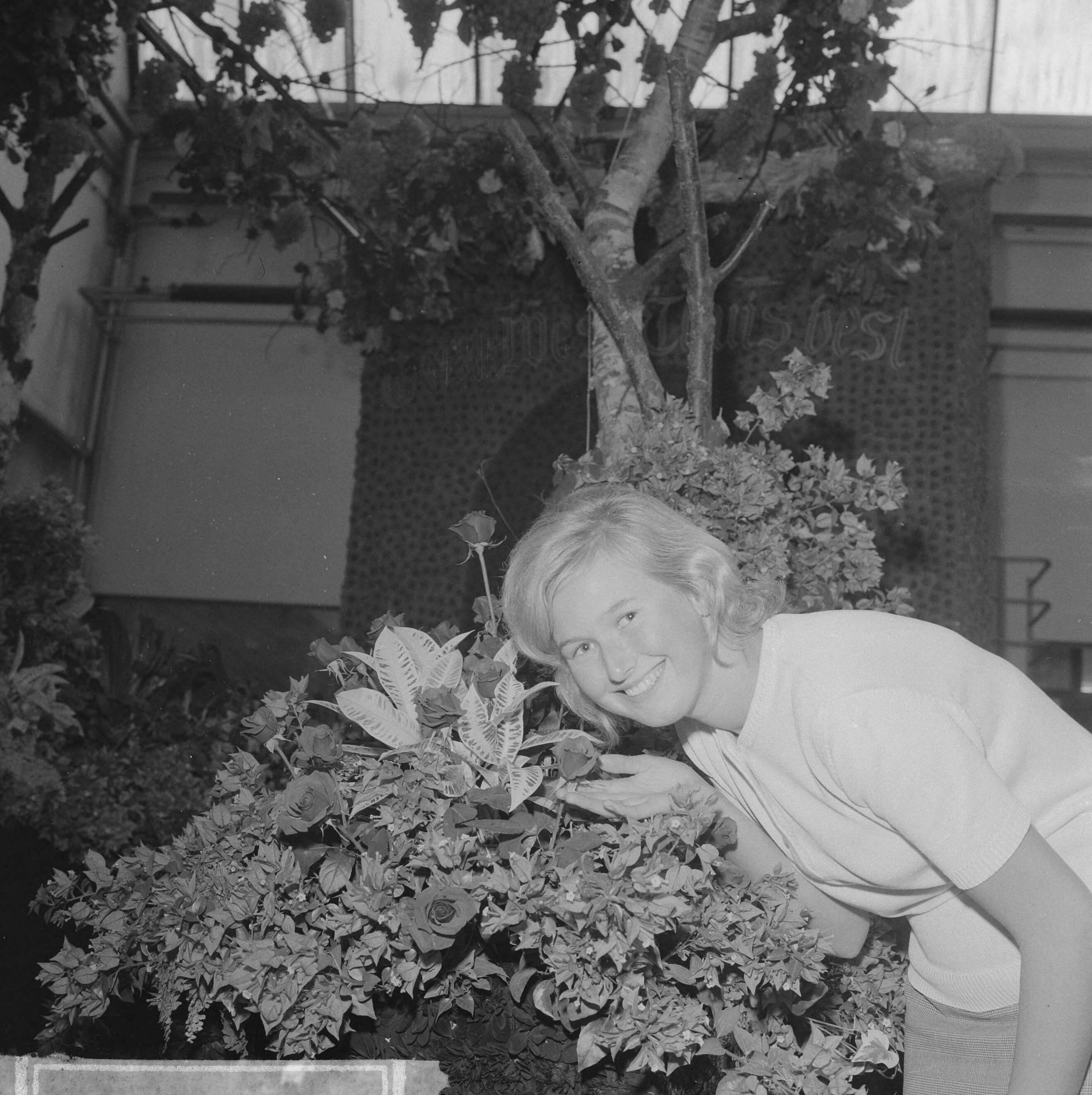 Fotocollectie Anefo — Bloemencorso in Aalsmeer, men was vrijdag druk bezig de wagens op te tuigen — Foto: Koch, Eric / Anefo. Licentie: Set B: Rechtenvrij / Publiek Domein. Bron: Nationaal Archief. http://hdl.handle.net/10648/aa16ba22-d0b4-102d-bcf8-003048976d84