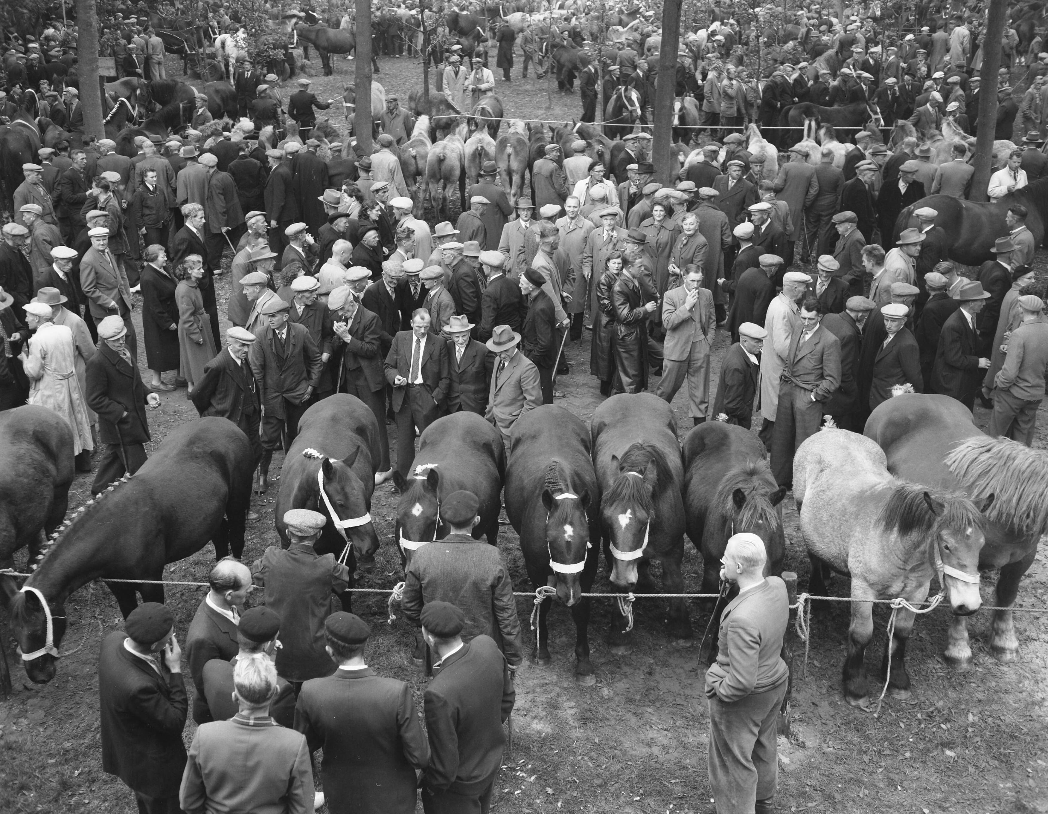 Fotocollectie Anefo — Jaarlijkse paardenmarkt in Zuidlaren — Foto: Rossem, Wim van / Anefo. Licentie: Set B: Rechtenvrij / Publiek Domein. Bron: Nationaal Archief. http://hdl.handle.net/10648/a96c6658-d0b4-102d-bcf8-003048976d84