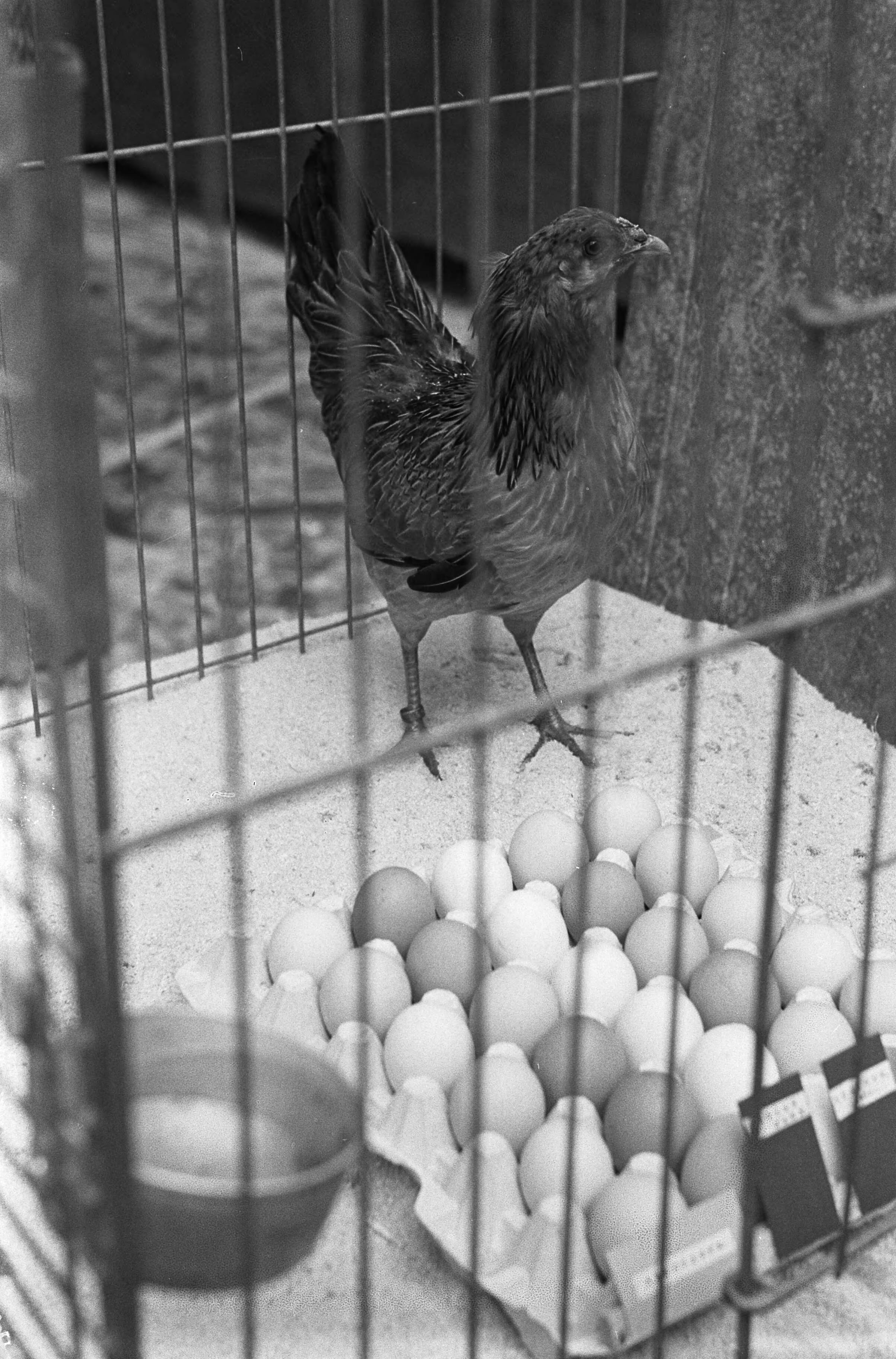 Fotocollectie Anefo — Avicultura Slotshow voor Kleindierenteelt in Den Haag. Araucana kip met blauwe eieren — Foto: Pot, Harry / Anefo. Licentie: Set B: Rechtenvrij / Publiek Domein. Bron: Nationaal Archief. http://hdl.handle.net/10648/a9f4ba6c-d0b4-102d-bcf8-003048976d84