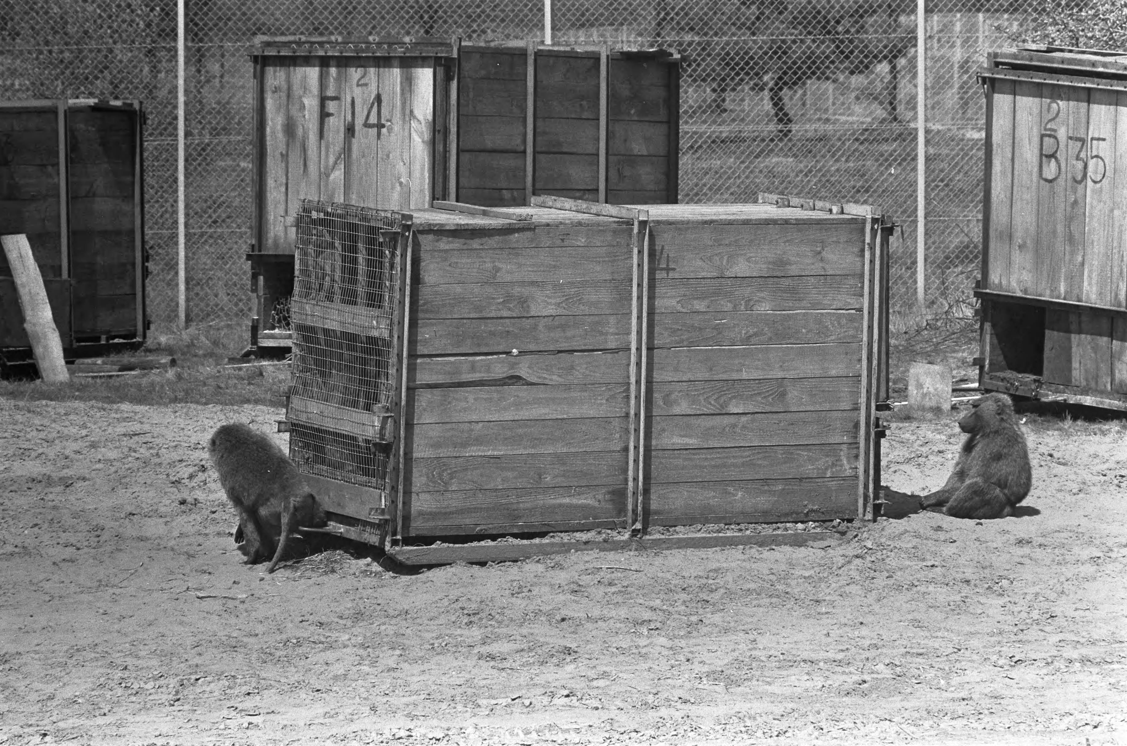 Fotocollectie Anefo — Tachtigtal bavianen van safaripark bij Hilvarenbeek worden weggebracht naar Spanje wegens overlast — Foto: Peters, Hans / Anefo. Licentie: Set B: Rechtenvrij / Publiek Domein. Bron: Nationaal Archief. http://hdl.handle.net/10648/ac2c6262-d0b4-102d-bcf8-003048976d84