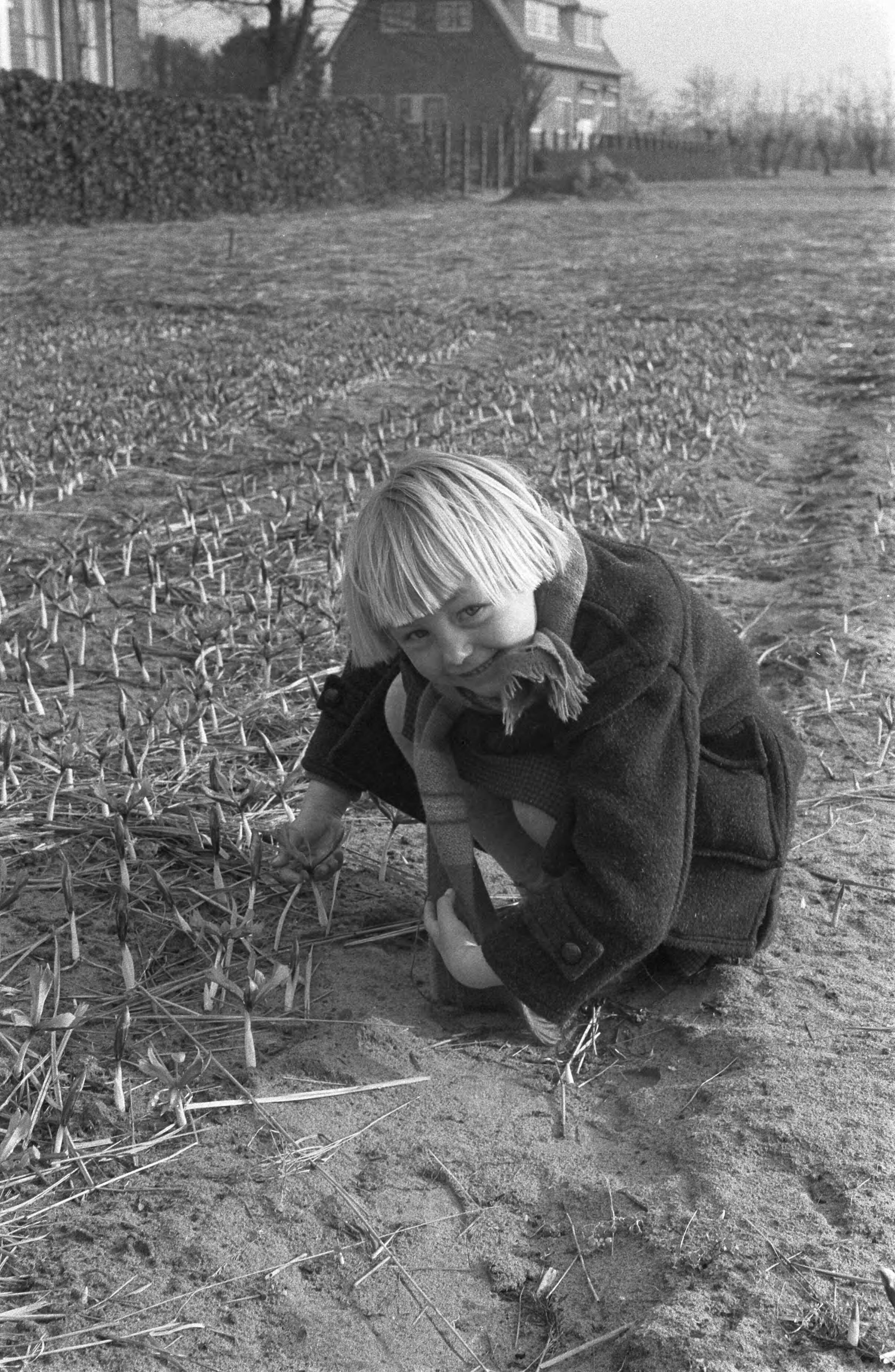 Fotocollectie Anefo — Eerste crocusjes in bloei te Overveen — Foto: Pot, Harry / Anefo. Licentie: Set B: Rechtenvrij / Publiek Domein. Bron: Nationaal Archief. http://hdl.handle.net/10648/a9a6b024-d0b4-102d-bcf8-003048976d84