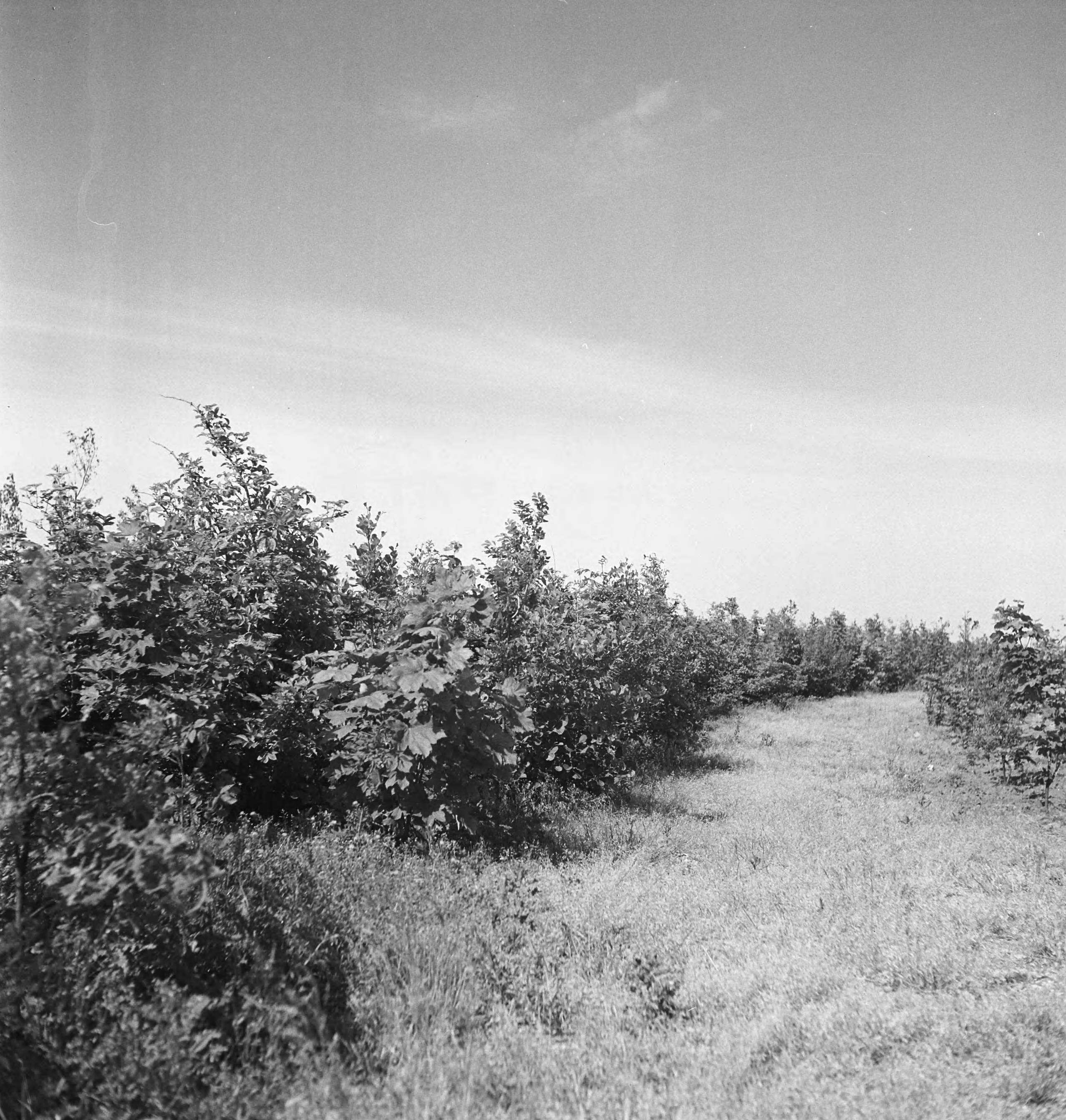 Fotocollectie Nederlandse Heidemaatschappij — [geen bijschrift. Wellicht herbeplanting landgoed "ter Hooge" in het 2e jaar van de aanleg — Foto: Tromp, [...] / Heidemij. Licentie: Set B: Rechtenvrij / Publiek Domein. Bron: Nationaal Archief. http://hdl.handle.net/10648/ae8001a4-d0b4-102d-bcf8-003048976d84