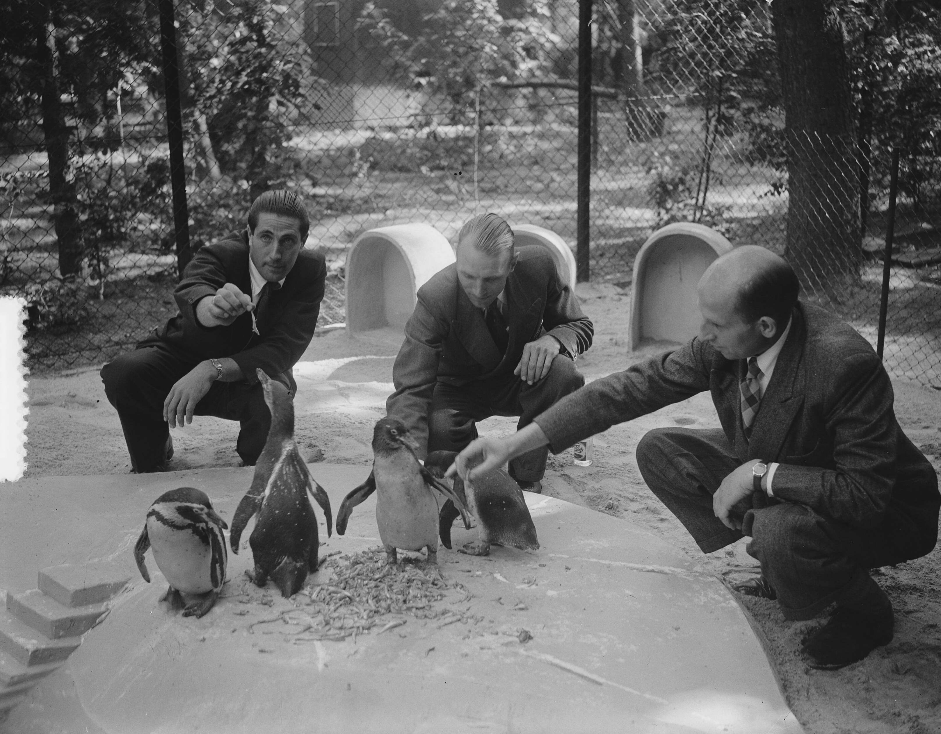 Fotocollectie Anefo — Dierenstewards van de KLM op Wassenaar — Foto: Vogel, Carel L. de / Anefo. Licentie: Set B: Rechtenvrij / Publiek Domein. Bron: Nationaal Archief. http://hdl.handle.net/10648/a8ee78ec-d0b4-102d-bcf8-003048976d84