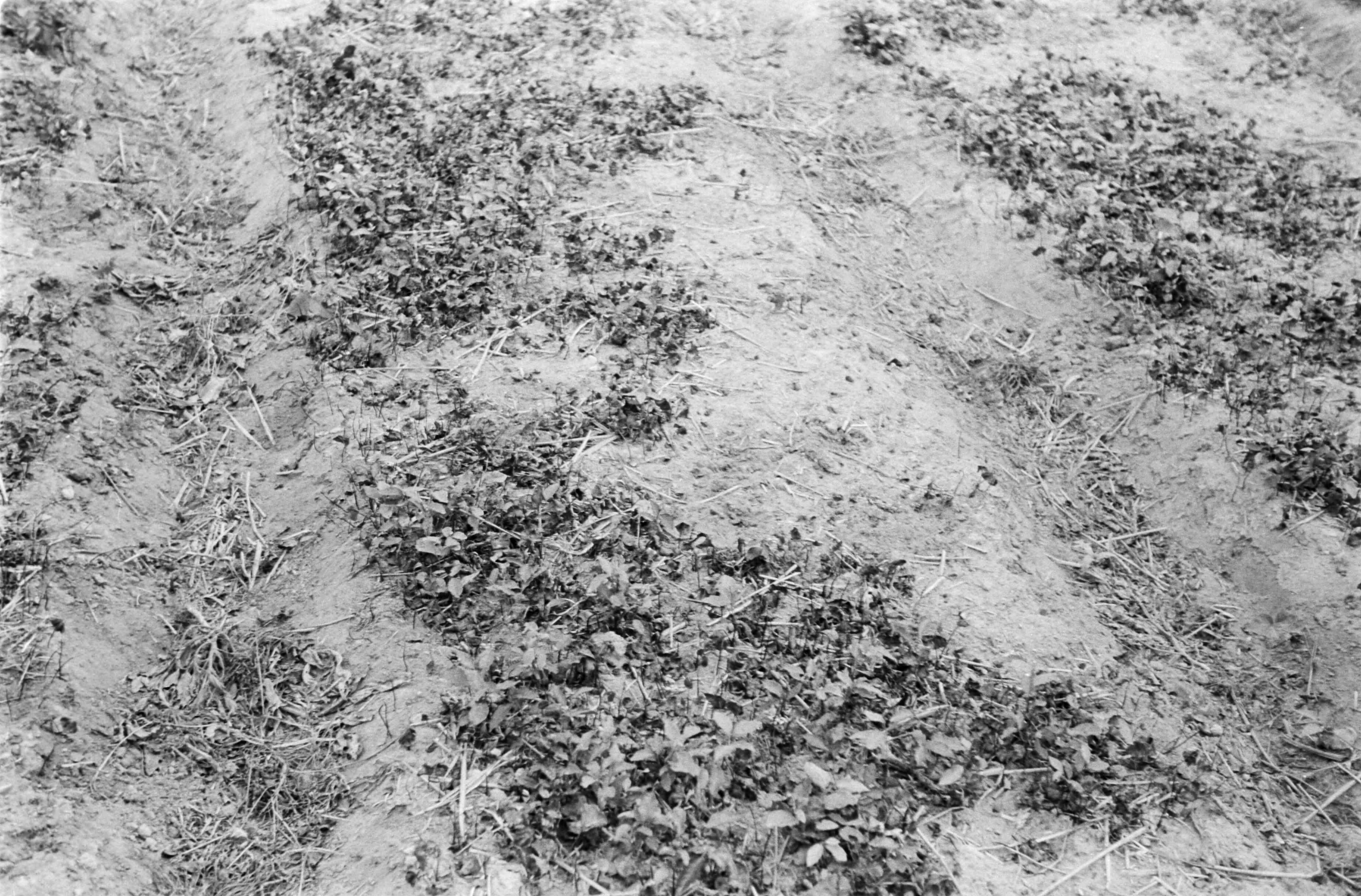 Fotocollectie Nederlandse Heidemaatschappij — Noord-Brabant|Zundert|bosbouw |proefzaaibedden |beukennoten — Foto: Fotograaf Onbekend / Heidemij. Licentie: Set B: Rechtenvrij / Publiek Domein. Bron: Nationaal Archief. http://hdl.handle.net/10648/ae894aac-d0b4-102d-bcf8-003048976d84
