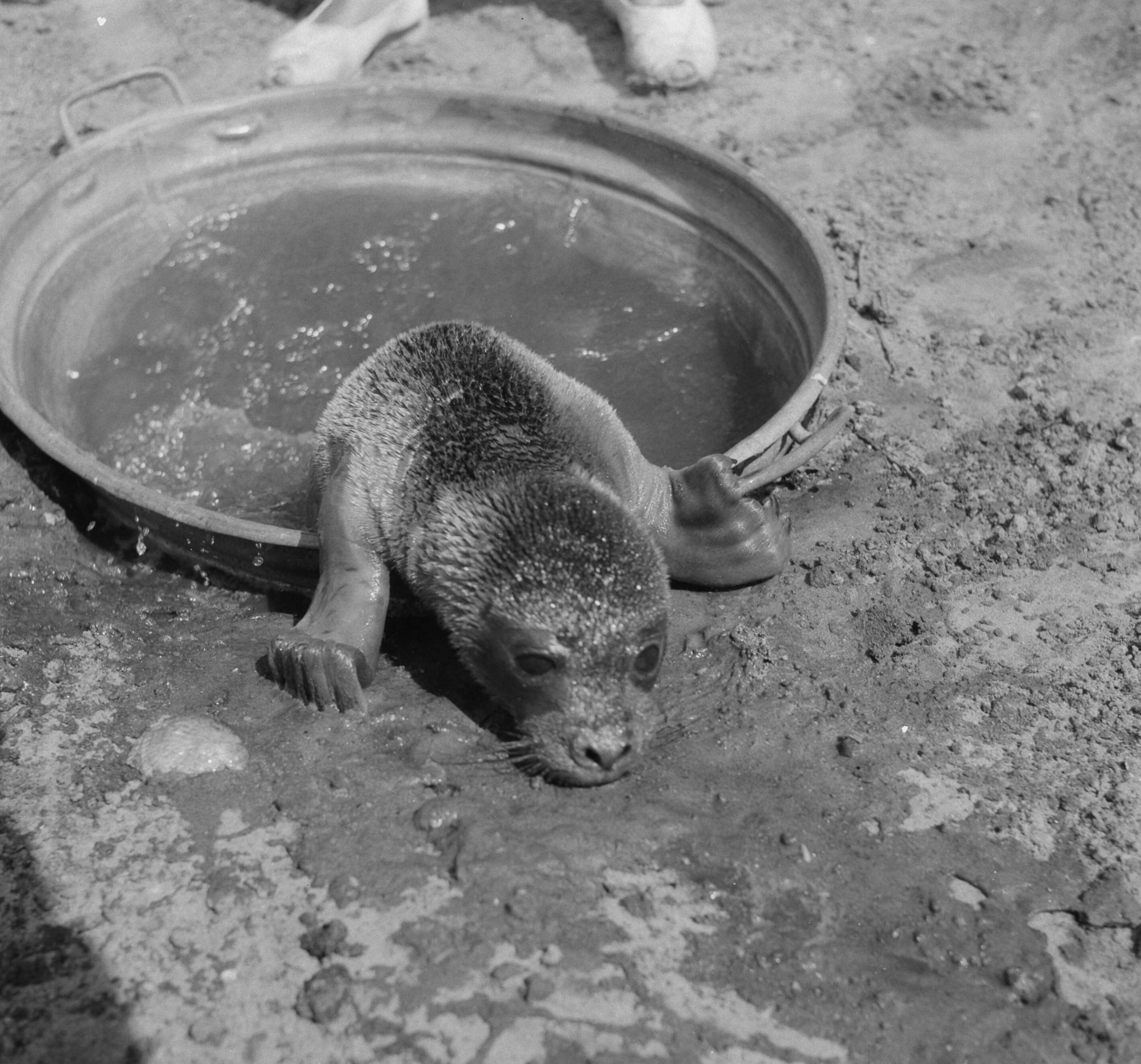 Zeehondjes — Jonge zeehond — Foto: Noske, J.D. / Anefo. Licentie: Set B: Rechtenvrij / Publiek Domein. Bron: Nationaal Archief. http://hdl.handle.net/10648/a8dbdd4a-d0b4-102d-bcf8-003048976d84