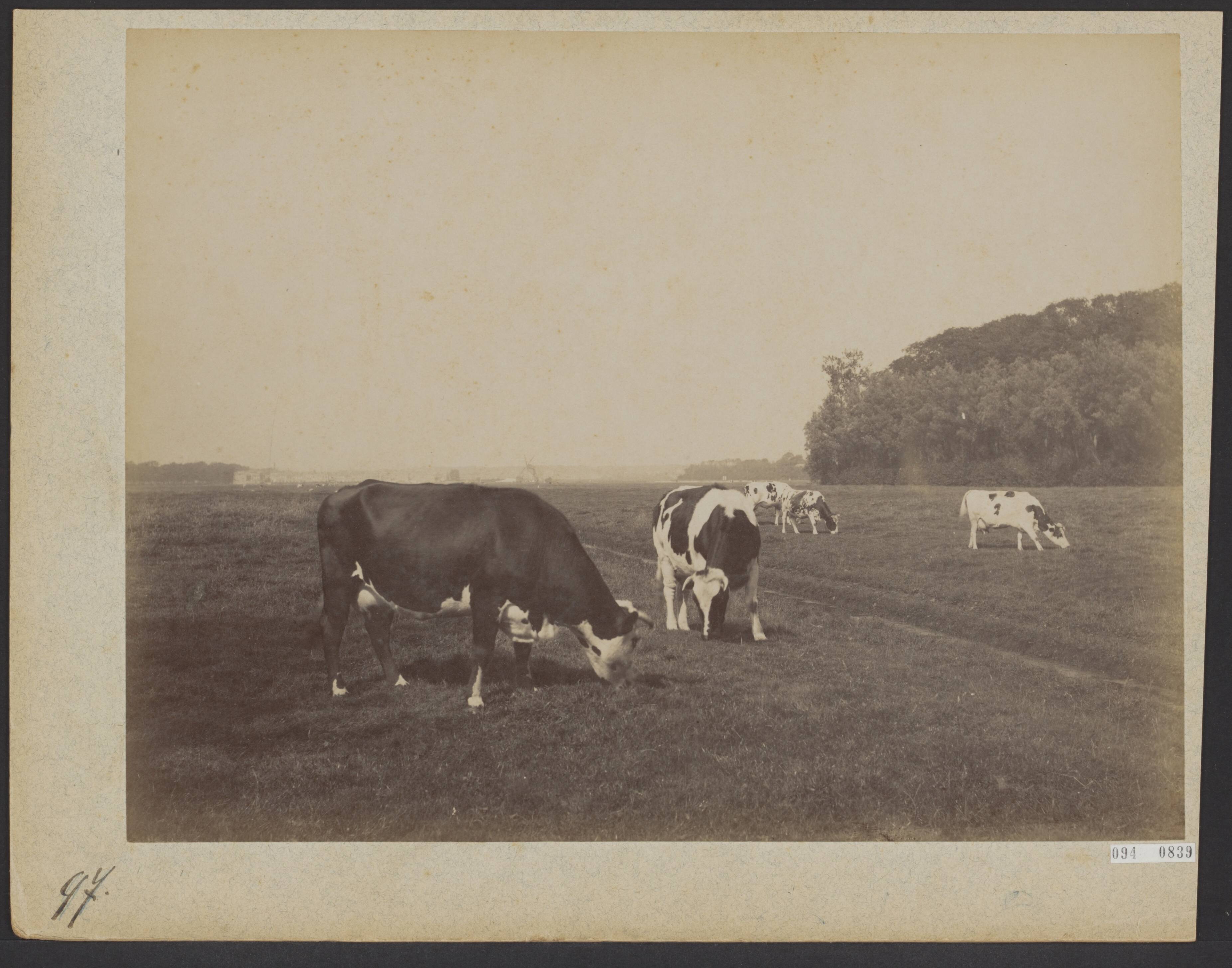Fotocollectie Elsevier Binnenland — Koeien in een weiland bij Den Haag — Foto: Onbekend / Publiek Domein of Rechtenvrij. Licentie: Set B: Rechtenvrij / Publiek Domein. Bron: Nationaal Archief. http://hdl.handle.net/10648/ae2db0c0-d0b4-102d-bcf8-003048976d84