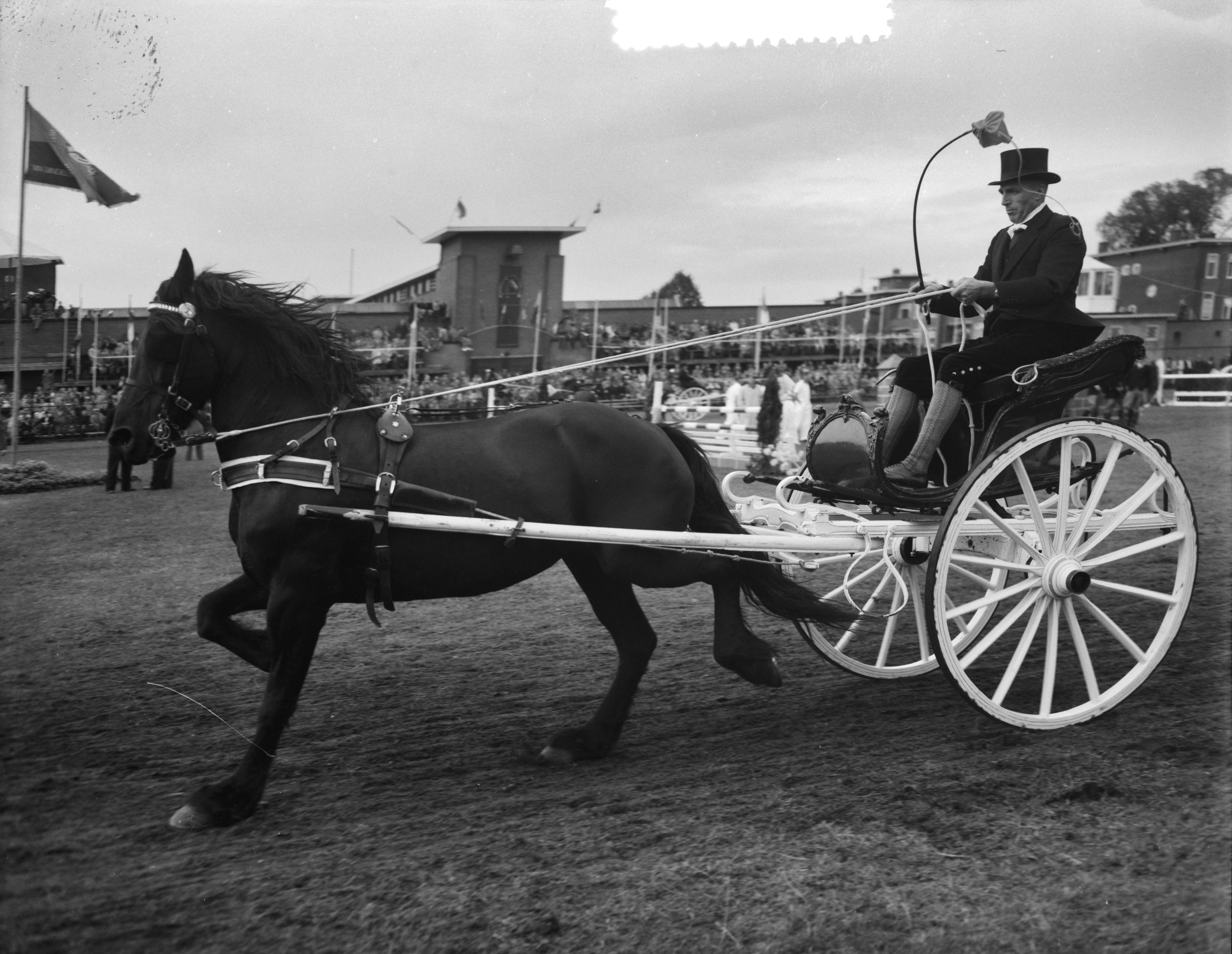 Fotocollectie Anefo — Concours Hippique te Utrecht. Een sjees met een tuigpaard — Foto: Noske, J.D. / Anefo. Licentie: Set B: Rechtenvrij / Publiek Domein. Bron: Nationaal Archief. http://hdl.handle.net/10648/a93af956-d0b4-102d-bcf8-003048976d84
