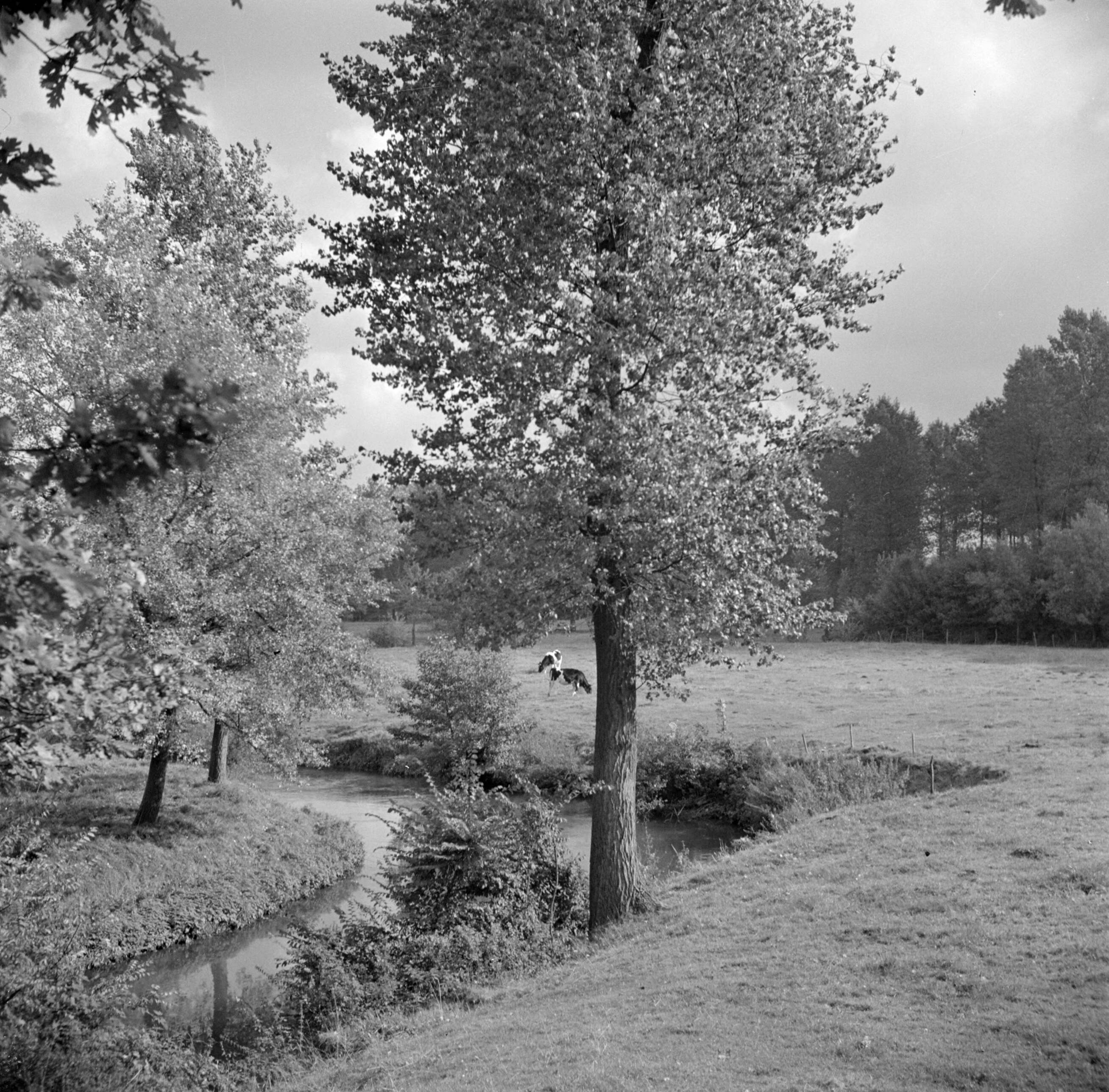 Zuid-Limburg — Koeien in een weiland in het Geuldal bij Schin op Geul — Foto: Poll, Willem van de. Licentie: Set B: Rechtenvrij / Publiek Domein. Bron: Nationaal Archief. http://hdl.handle.net/10648/aea616a0-d0b4-102d-bcf8-003048976d84