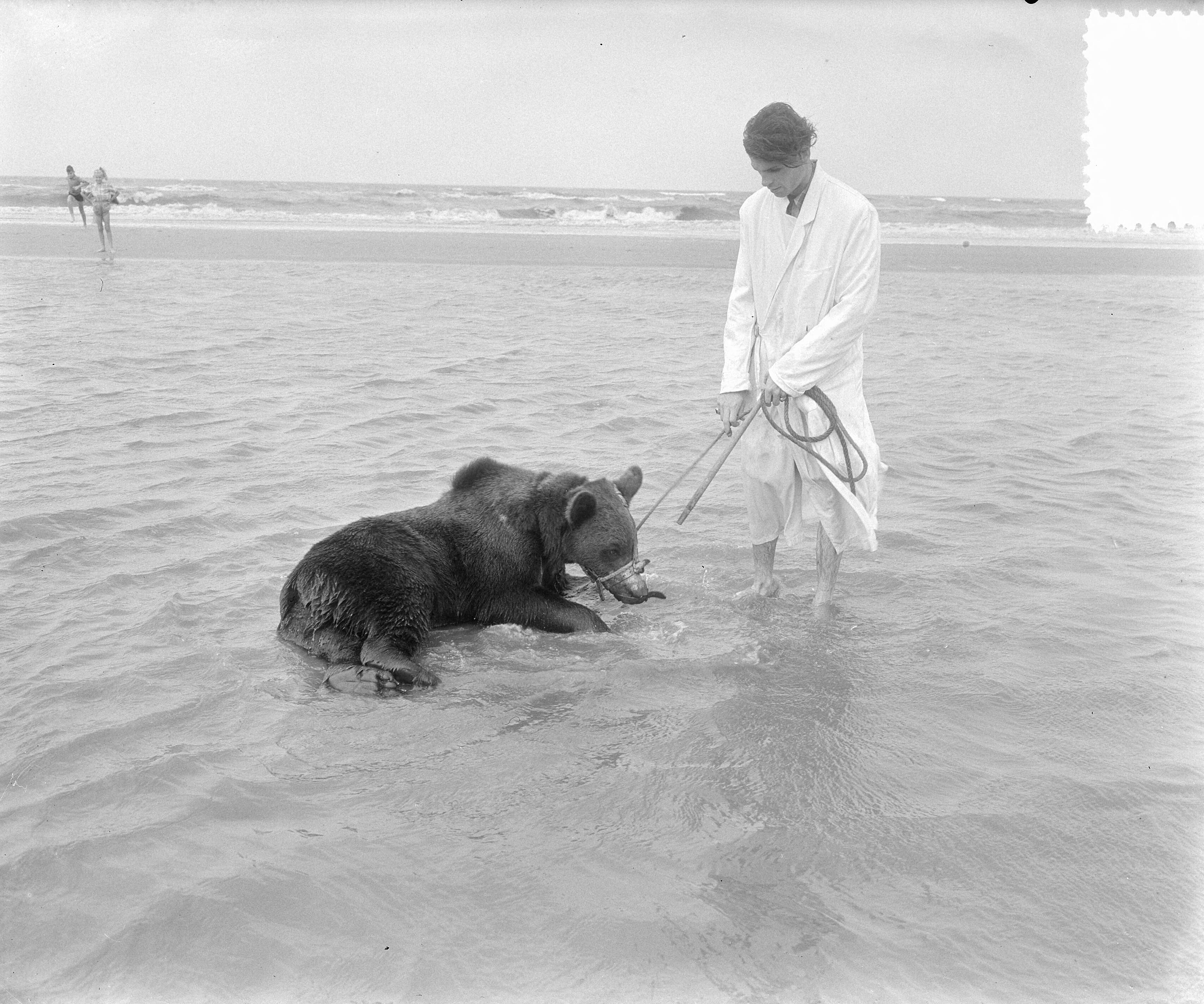 Fotocollectie Anefo — Beertje van circus baadt in zee van Zandvoort — Foto: Pot, Harry / Anefo. Licentie: Set B: Rechtenvrij / Publiek Domein. Bron: Nationaal Archief. http://hdl.handle.net/10648/a910f35e-d0b4-102d-bcf8-003048976d84
