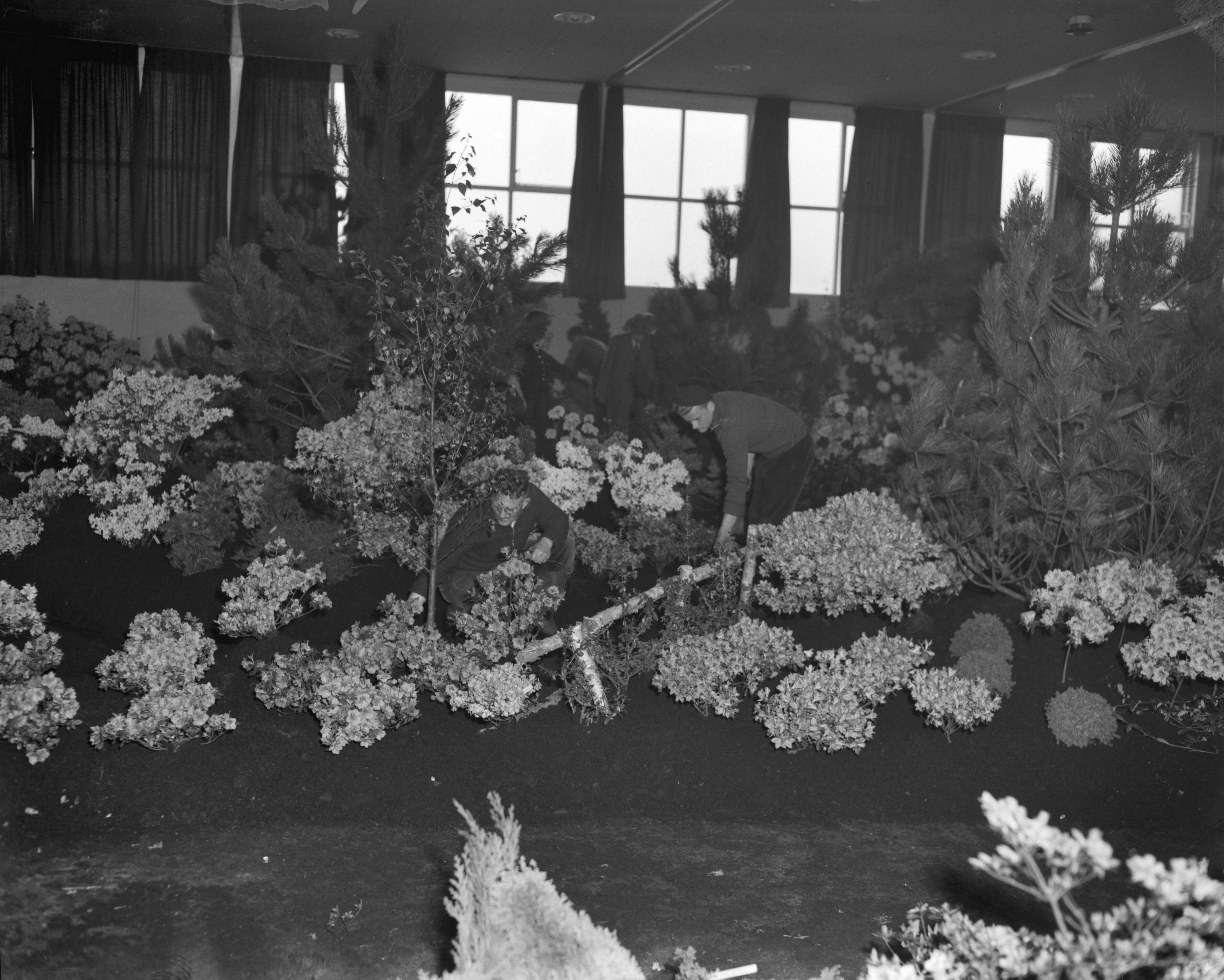 Fotocollectie Anefo — Inrichten kwekersvaktentoonstelling in Gebouw Florida te Boskoop — Foto: Behrens, Herbert F. / Anefo. Licentie: Set B: Rechtenvrij / Publiek Domein. Bron: Nationaal Archief. http://hdl.handle.net/10648/a979edbe-d0b4-102d-bcf8-003048976d84
