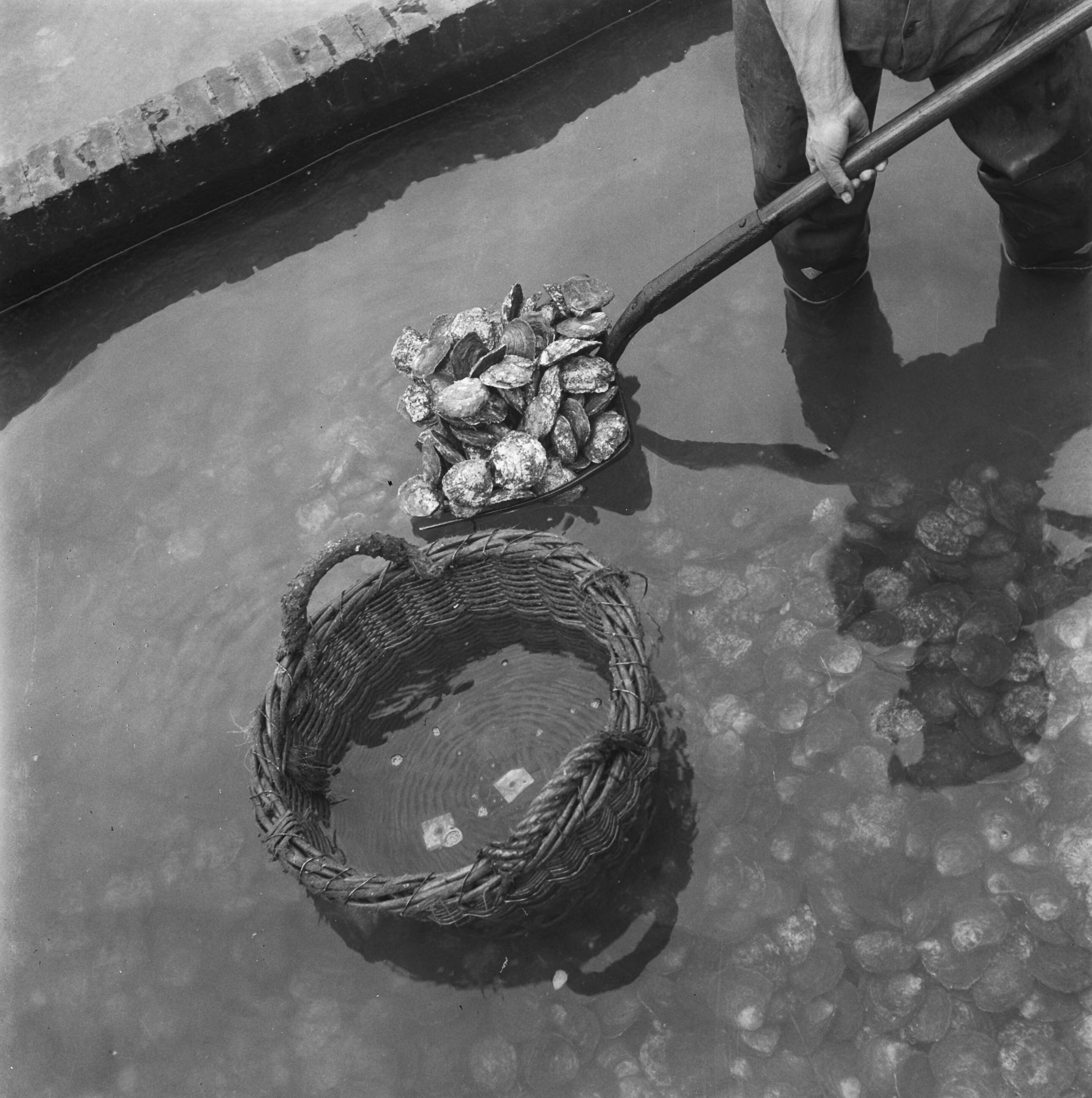 Oesterkwekerij Yerseke — [een rieten mand in een oesterbed, een schep gevuld met oesters] — Foto: Haren Noman, Theo van / Anefo. Licentie: Set B: Rechtenvrij / Publiek Domein. Bron: Nationaal Archief. http://hdl.handle.net/10648/a8a17312-d0b4-102d-bcf8-003048976d84