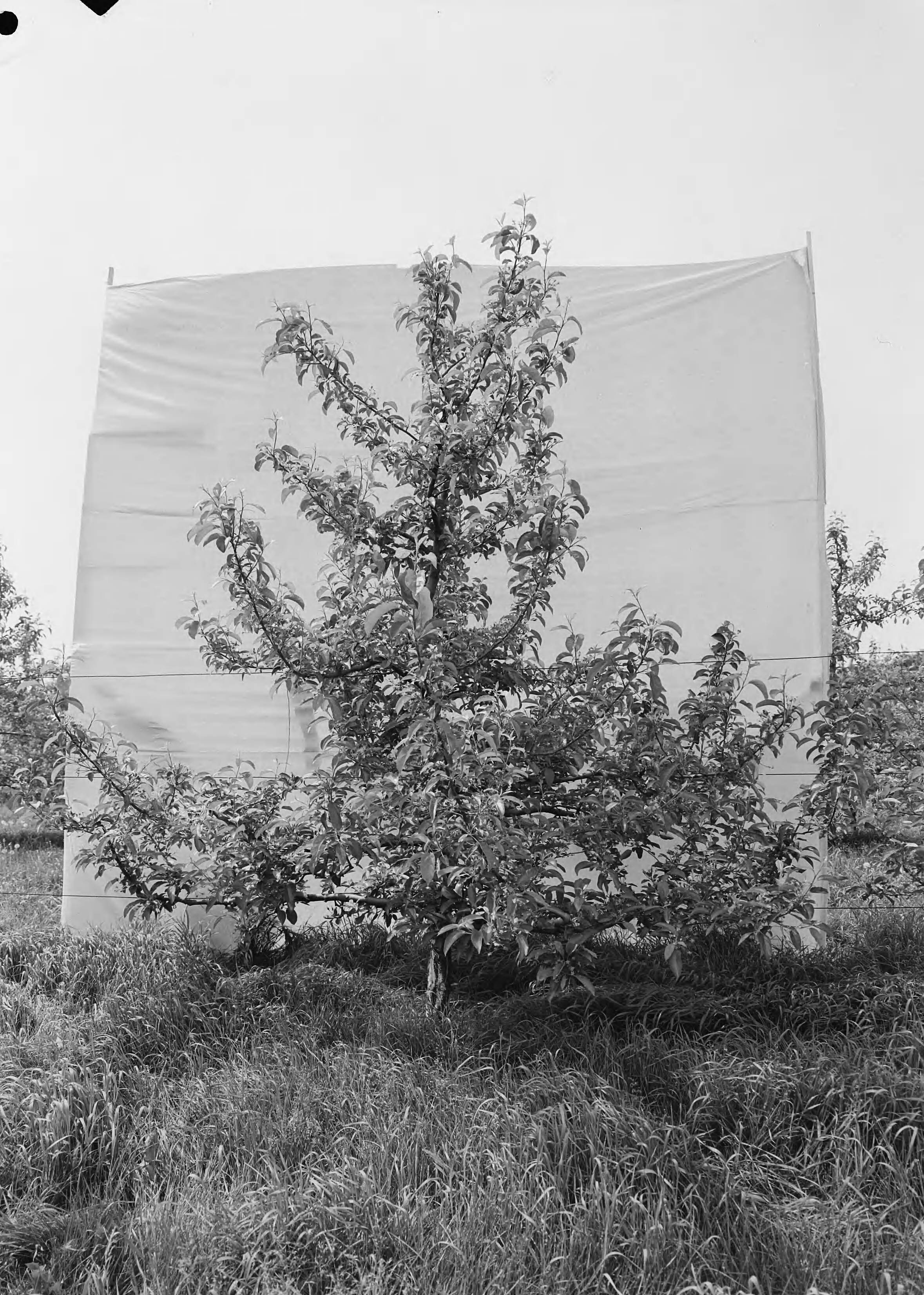 Fotocollectie Nederlandse Heidemaatschappij — Boomgaard Fruitteeltschool te Houten. Golden Delicious IV 10 jaar — Foto: Eyssen, [...] / Heidemij. Licentie: Set B: Rechtenvrij / Publiek Domein. Bron: Nationaal Archief. http://hdl.handle.net/10648/ae762990-d0b4-102d-bcf8-003048976d84