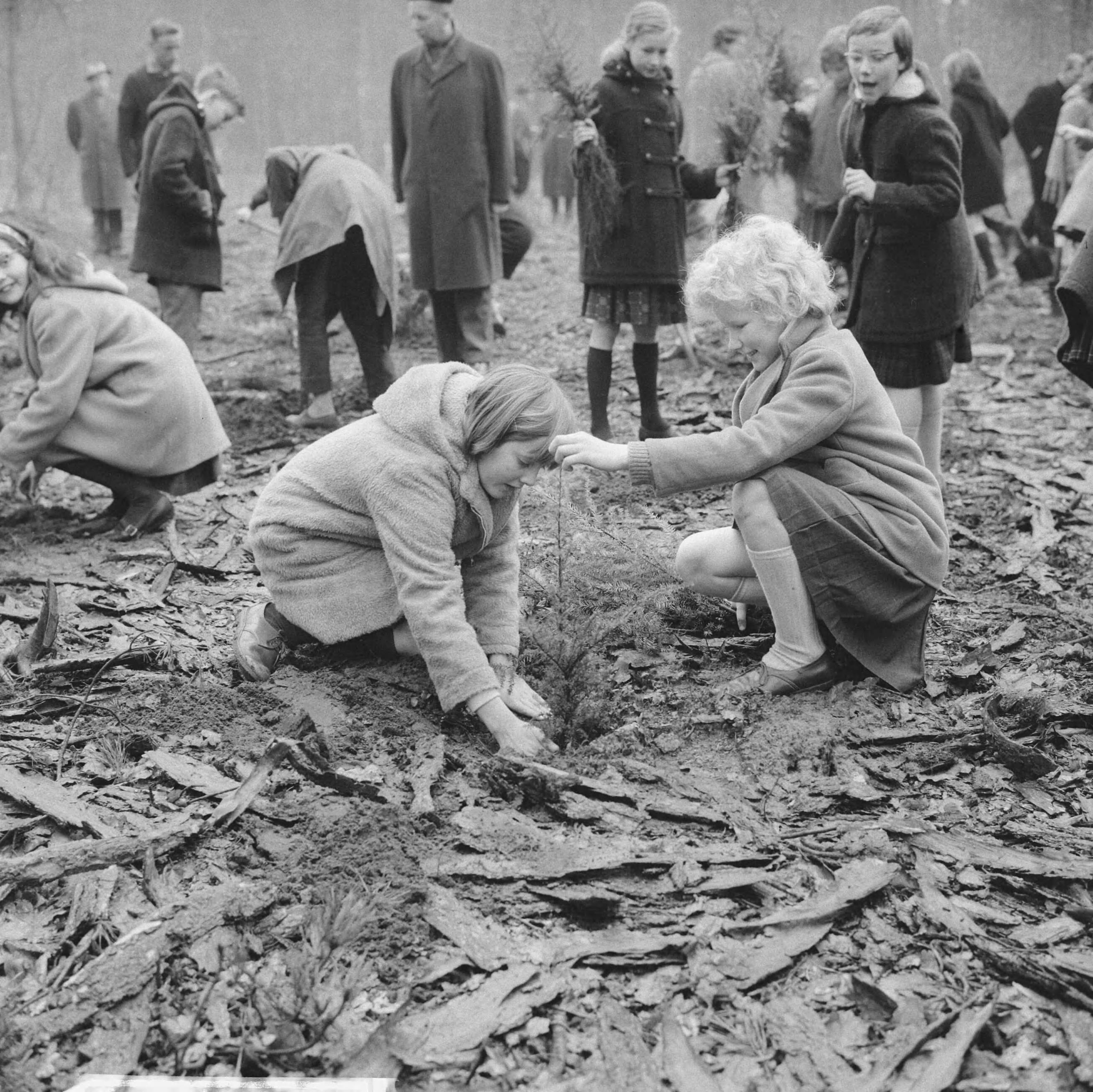 Fotocollectie Anefo — Boomplantdag voor 600 kinderen bij Bilthoven — Foto: Koch, Eric / Anefo. Licentie: Set B: Rechtenvrij / Publiek Domein. Bron: Nationaal Archief. http://hdl.handle.net/10648/aa00959e-d0b4-102d-bcf8-003048976d84