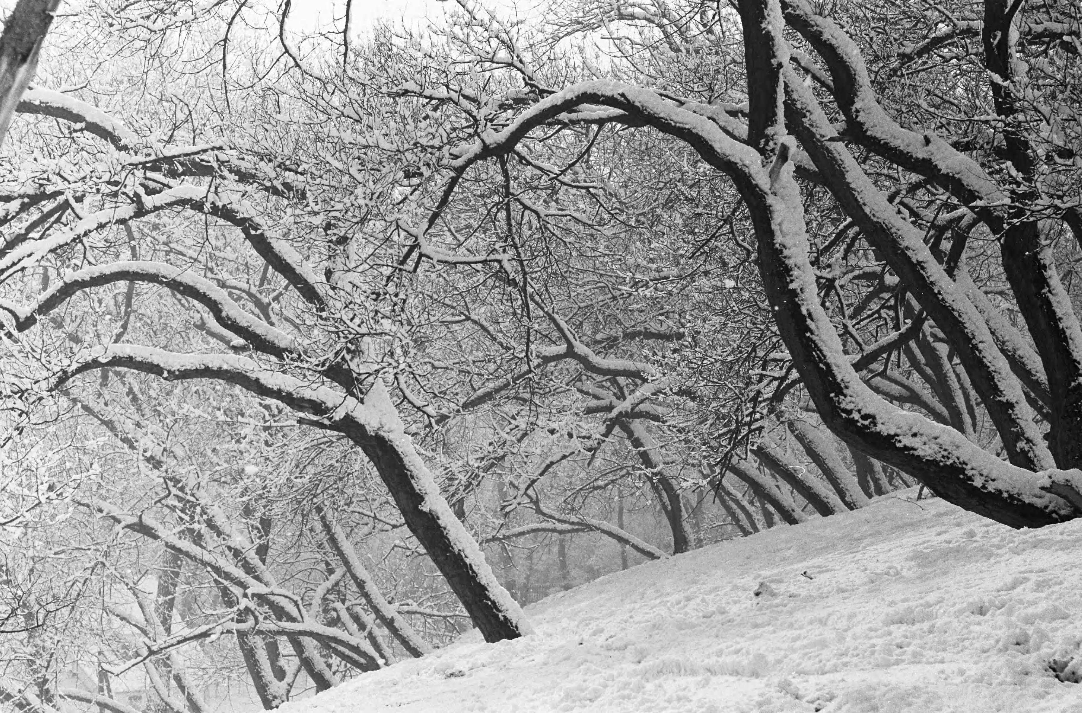 Fotocollectie Anefo — Wintersport op de Blinkert in Overveen — Foto: Pot, Harry / Anefo. Licentie: Set B: Rechtenvrij / Publiek Domein. Bron: Nationaal Archief. http://hdl.handle.net/10648/a9fb5d22-d0b4-102d-bcf8-003048976d84