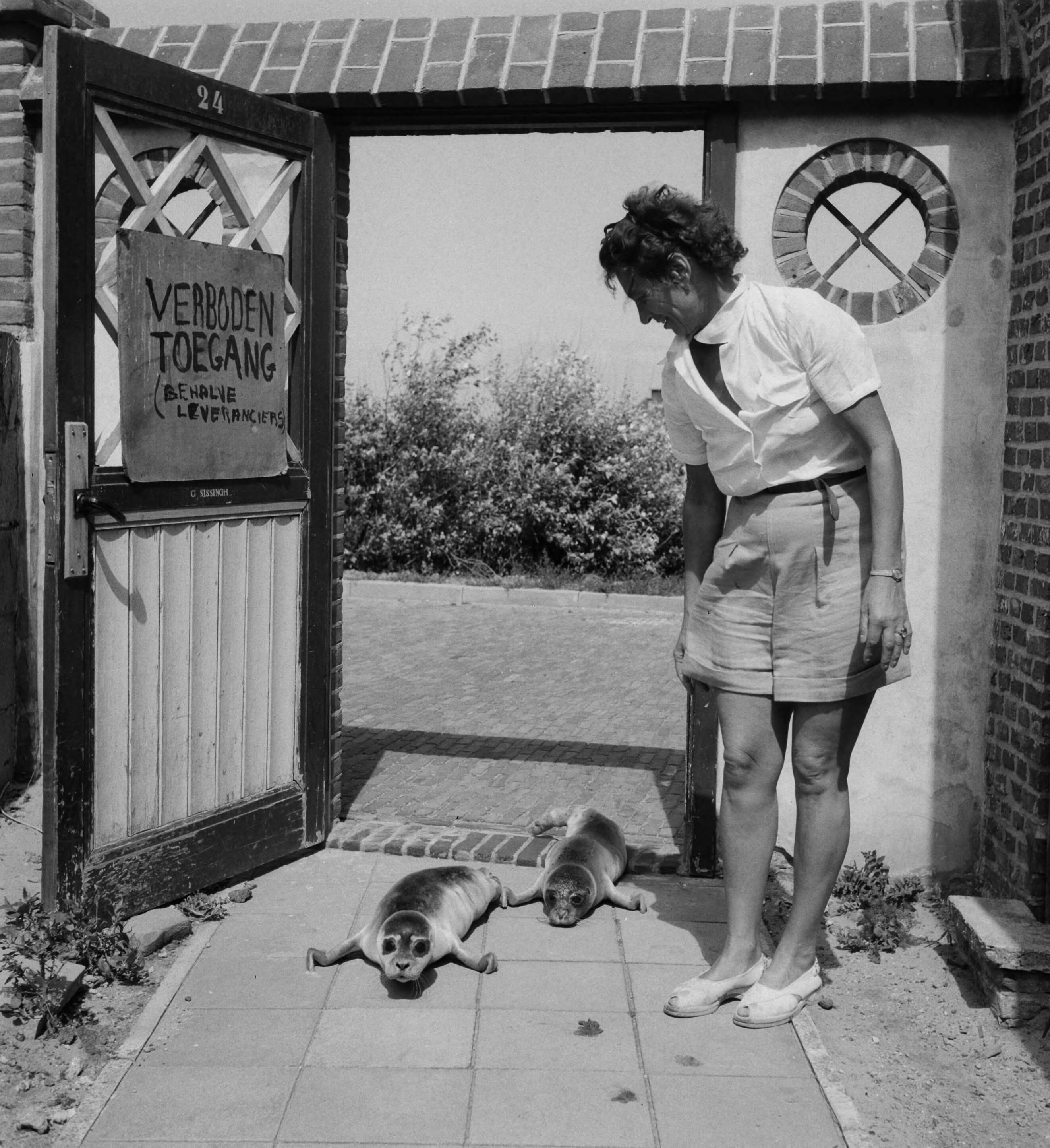 Zeehondjes — Mevrouw Sissingh (Vlissingen) met twee jonge zeehondjes — Foto: Noske, J.D. / Anefo. Licentie: Set B: Rechtenvrij / Publiek Domein. Bron: Nationaal Archief. http://hdl.handle.net/10648/a8dbddfe-d0b4-102d-bcf8-003048976d84