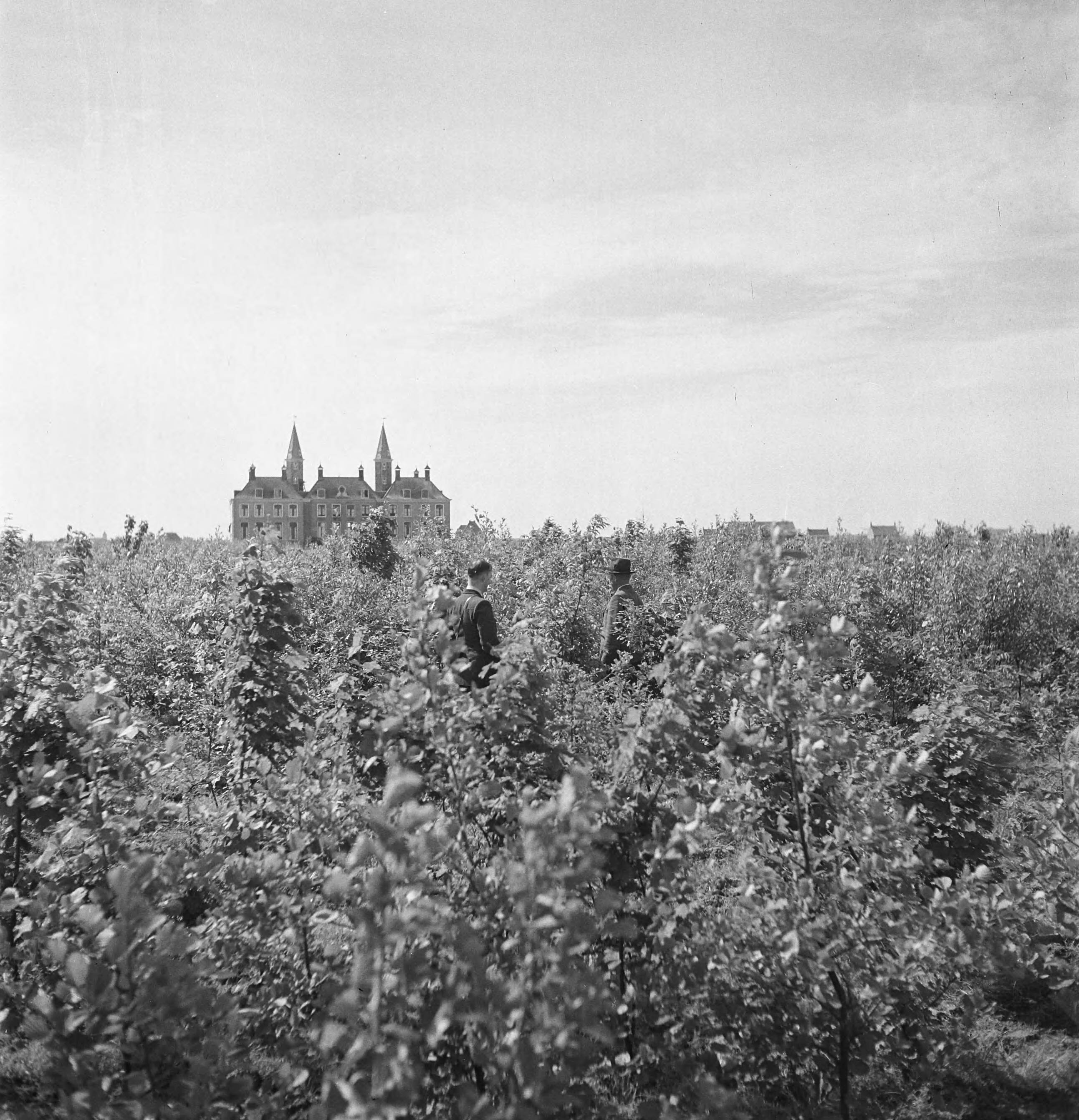 Fotocollectie Nederlandse Heidemaatschappij — [geen bijschrift. Wellicht herbeplanting landgoed "ter Hooge" in het 2e jaar van de aanleg — Foto: Tromp, [...] / Heidemij. Licentie: Set B: Rechtenvrij / Publiek Domein. Bron: Nationaal Archief. http://hdl.handle.net/10648/ae7ffbc8-d0b4-102d-bcf8-003048976d84