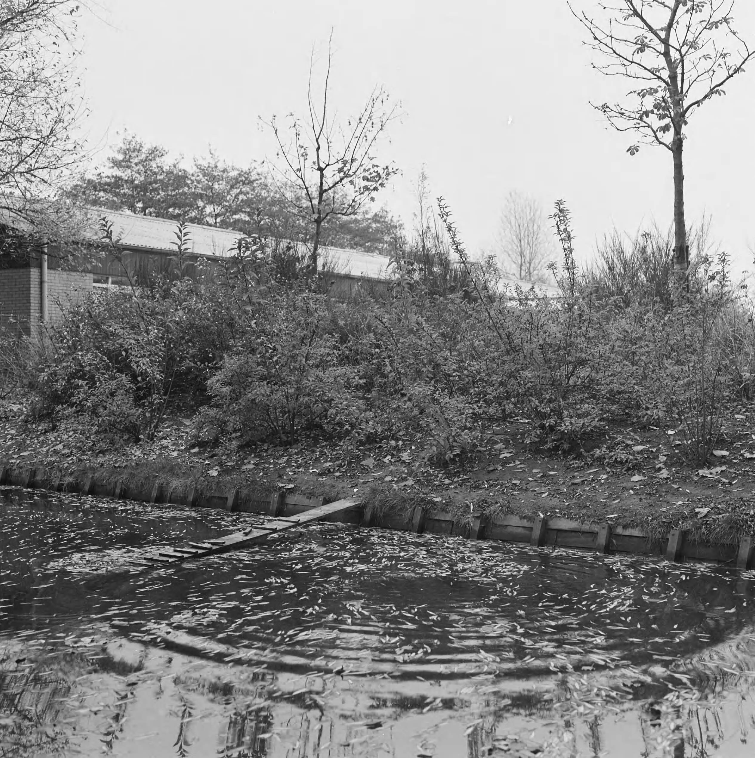 Fotocollectie Nederlandse Heidemaatschappij — Den Haag. Sierbeplantingen Zuiderpark — Foto: Fotograaf Onbekend / Heidemij. Licentie: Set B: Rechtenvrij / Publiek Domein. Bron: Nationaal Archief. http://hdl.handle.net/10648/ae849494-d0b4-102d-bcf8-003048976d84