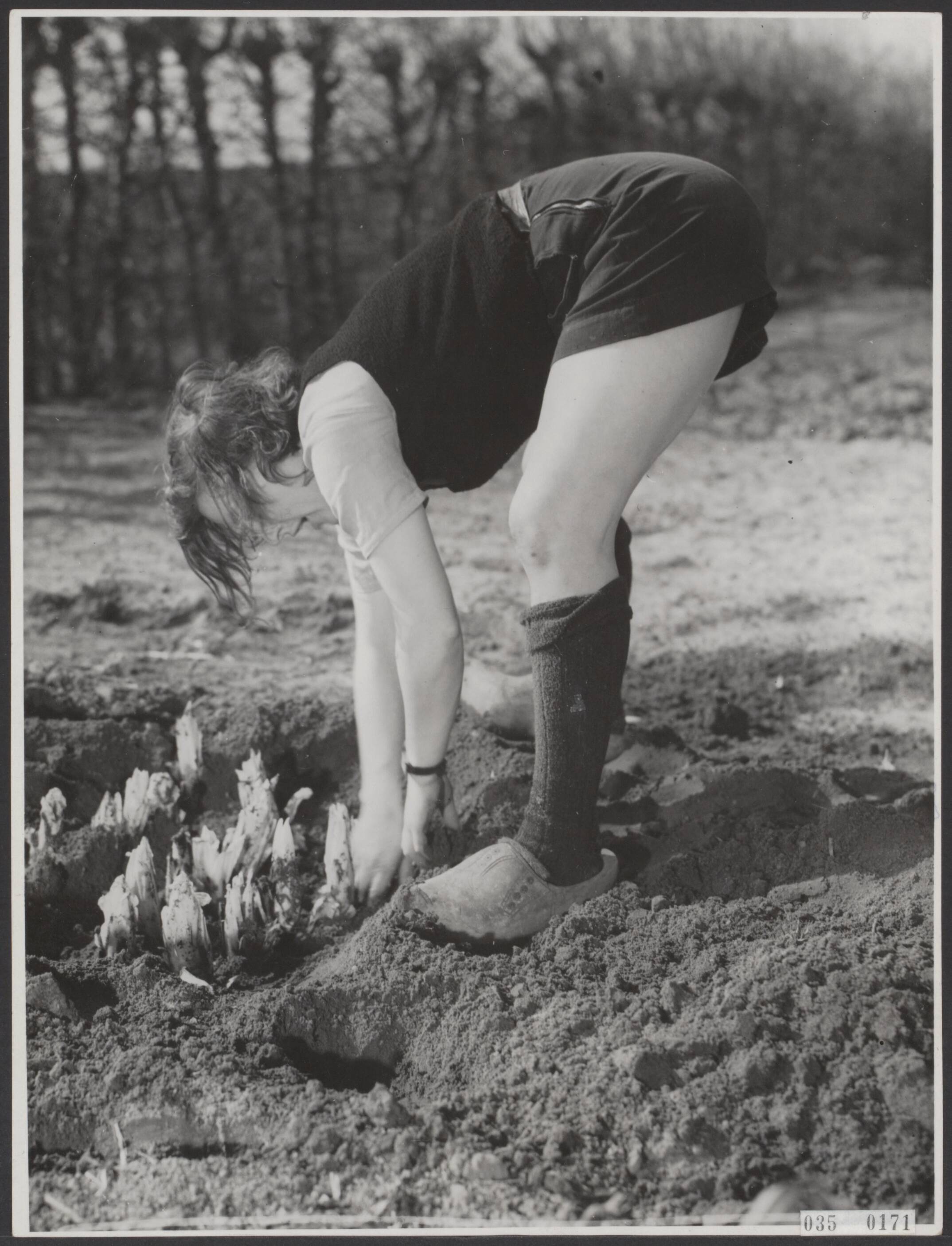 Fotocollectie Elsevier Binnenland — Tuinbouwschool "Huize te Lande" te Rijswijk. Bijschrift "Het opgraven van Brussels lof. Zulke boeren zien we nog niet te veel op onze vaderlandse groentevelden!" — Foto: Raucamp, Koos / Anefo. Licentie: Set B: Rechtenvrij / Publiek Domein. Bron: Nationaal Archief. http://hdl.handle.net/10648/ade9e430-d0b4-102d-bcf8-003048976d84