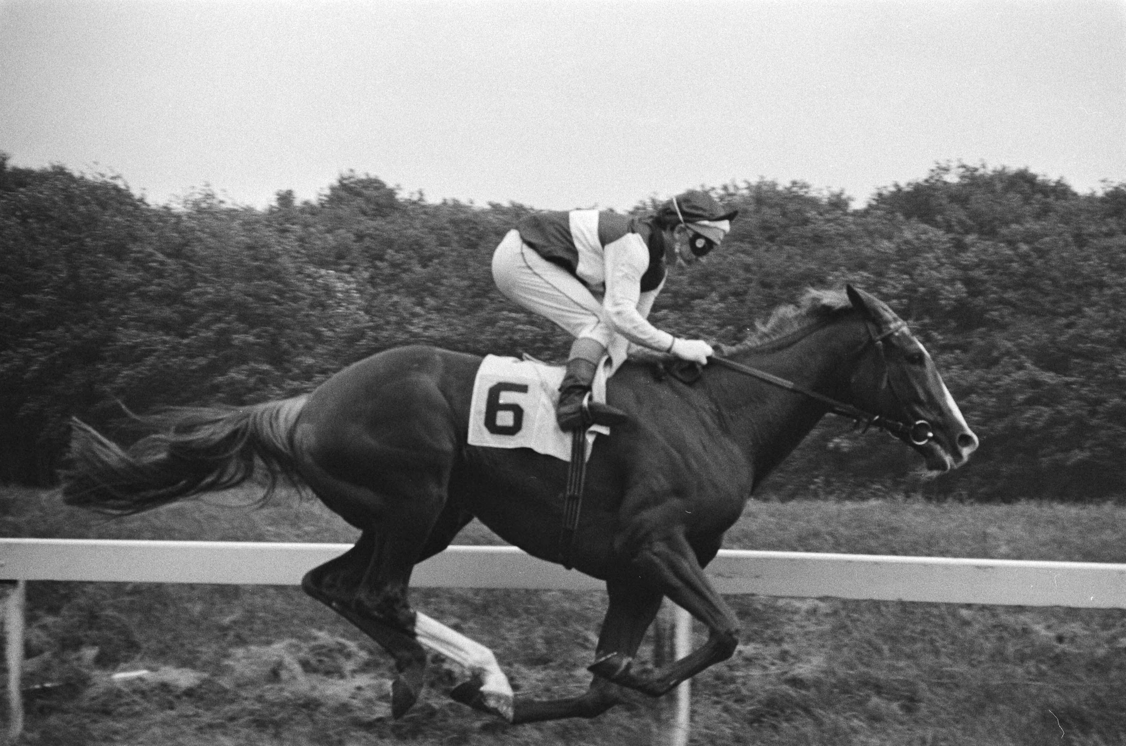 Grote Prijs der Nederlanden 1980 op Duindigt in Wassenaar — Blondie met jockey A.W. Jones gaat lange tijd voorop — Foto: Dijk, Hans van / Anefo. Licentie: Set B: Rechtenvrij / Publiek Domein. Bron: Nationaal Archief. http://hdl.handle.net/10648/ace7b242-d0b4-102d-bcf8-003048976d84