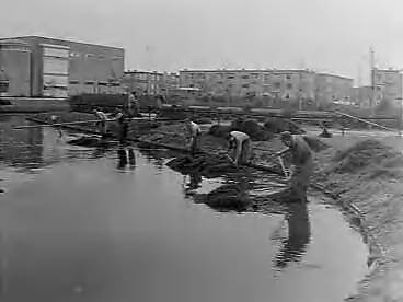Fotocollectie Anefo — Najaarschoonmaak van de vijver Segbroeklaan te Den Haag — Foto: Behrens, Herbert F. / Anefo. Licentie: Set B: Rechtenvrij / Publiek Domein. Bron: Nationaal Archief. http://hdl.handle.net/10648/a96aac14-d0b4-102d-bcf8-003048976d84