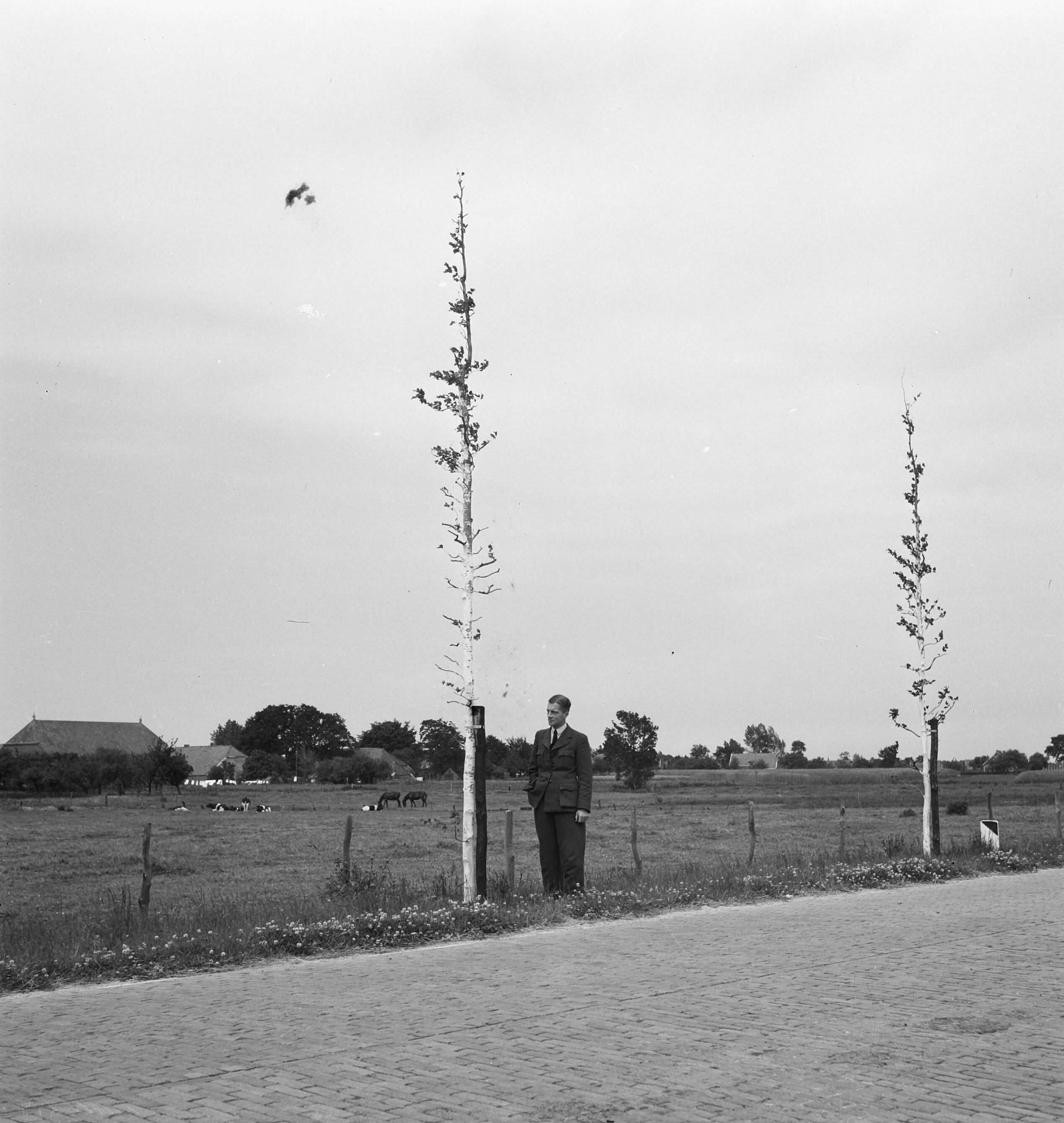 Fotocollectie Nederlandse Heidemaatschappij — Zeer zwaar beukenplantsoen (Vlagtwedde) — Foto: Tromp, [...] / Heidemij. Licentie: Set B: Rechtenvrij / Publiek Domein. Bron: Nationaal Archief. http://hdl.handle.net/10648/ae7ced8e-d0b4-102d-bcf8-003048976d84