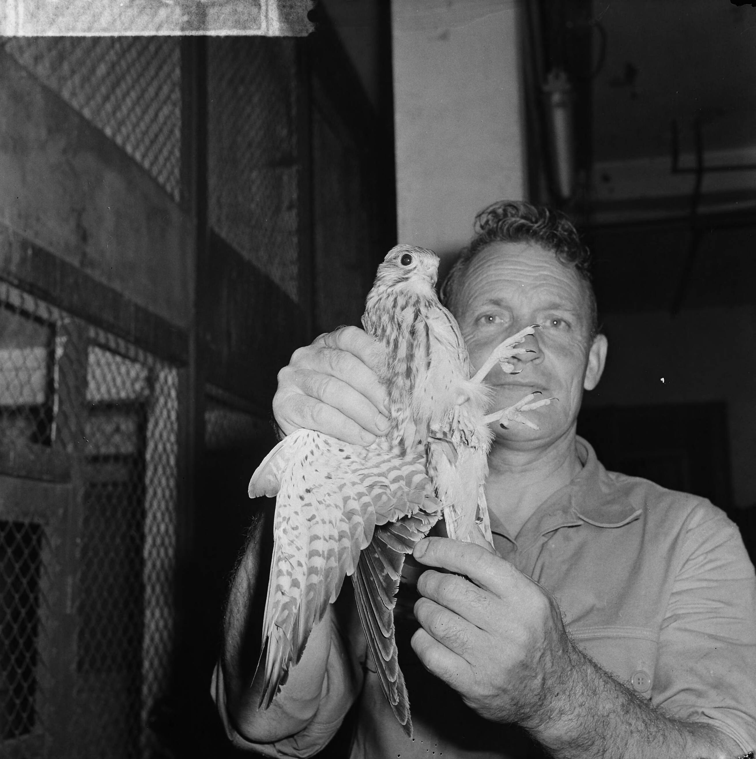 Fotocollectie Anefo — Torenvalk met drie poten in Artis, de vogel was gevonden in Hilversum — Foto: Nijs, Jac. de / Anefo. Licentie: Set B: Rechtenvrij / Publiek Domein. Bron: Nationaal Archief. http://hdl.handle.net/10648/aa3fb1fc-d0b4-102d-bcf8-003048976d84
