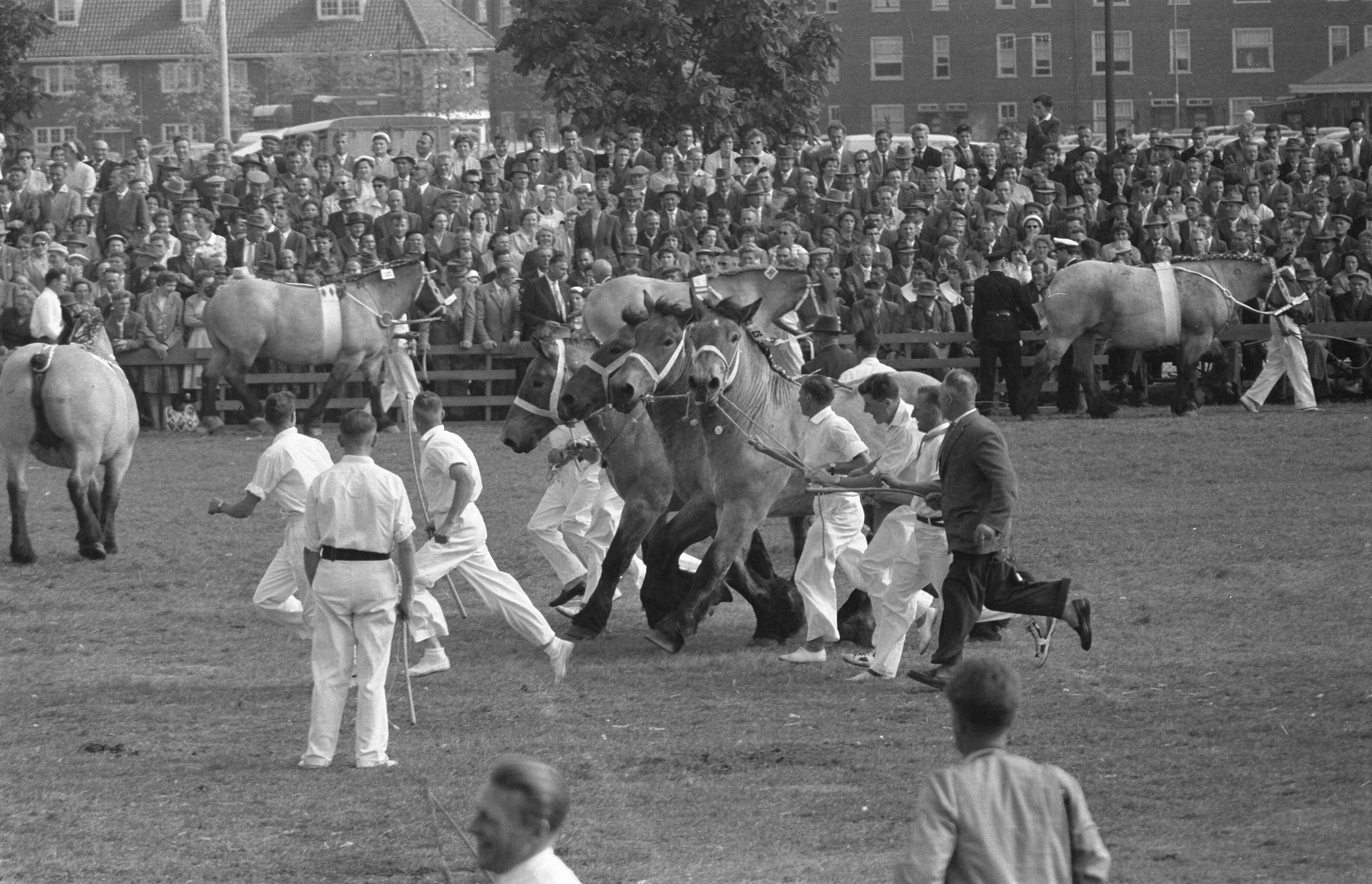 Fotocollectie Anefo — Demonstratie met paarden in Den Haag — Foto: Pot, Harry / Anefo. Licentie: Set B: Rechtenvrij / Publiek Domein. Bron: Nationaal Archief. http://hdl.handle.net/10648/a99da4ac-d0b4-102d-bcf8-003048976d84