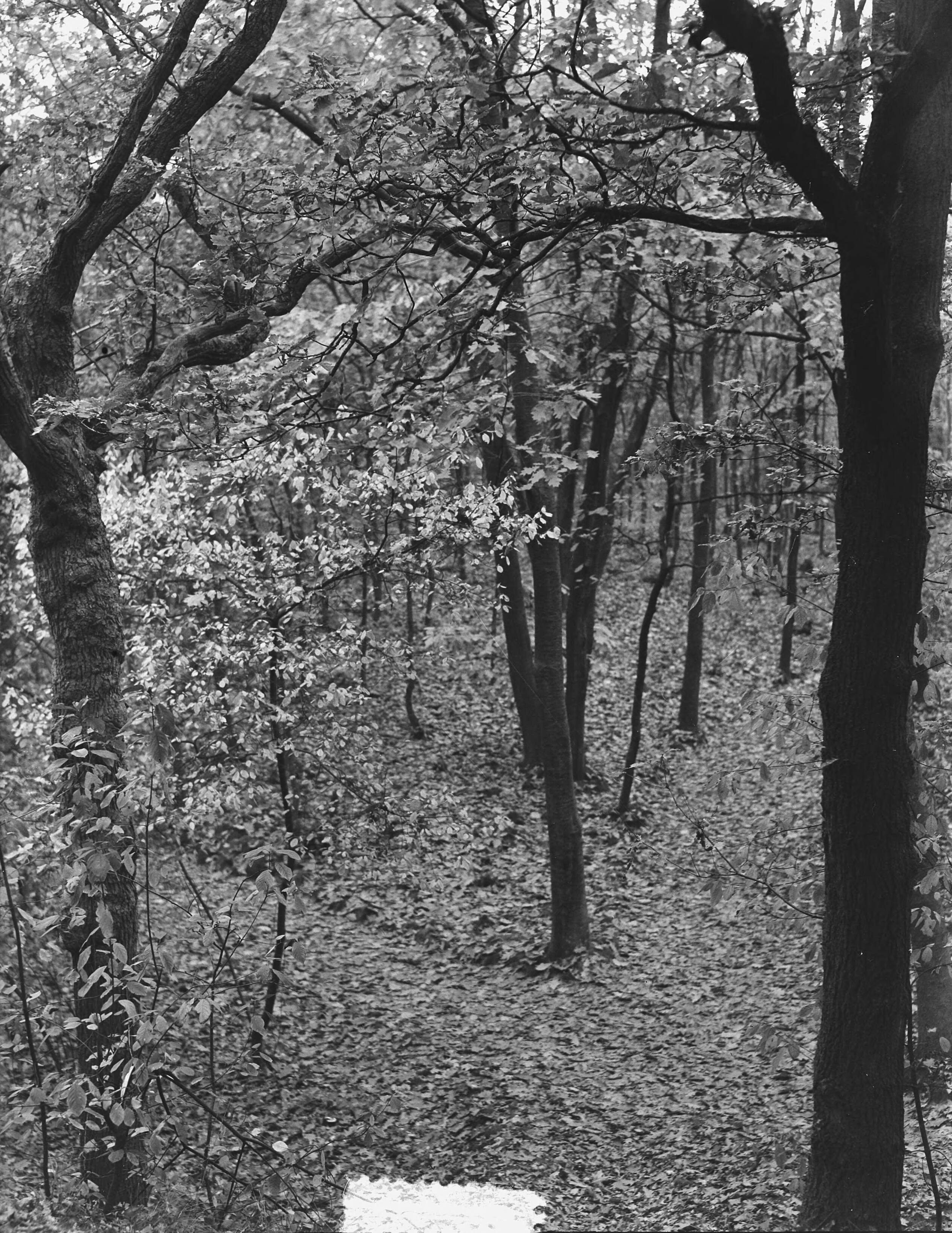 Fotocollectie Anefo — Herfstbosplaatjes om Hilversum — Foto: Behrens, Herbert F. / Anefo. Licentie: Set B: Rechtenvrij / Publiek Domein. Bron: Nationaal Archief. http://hdl.handle.net/10648/a915dffe-d0b4-102d-bcf8-003048976d84