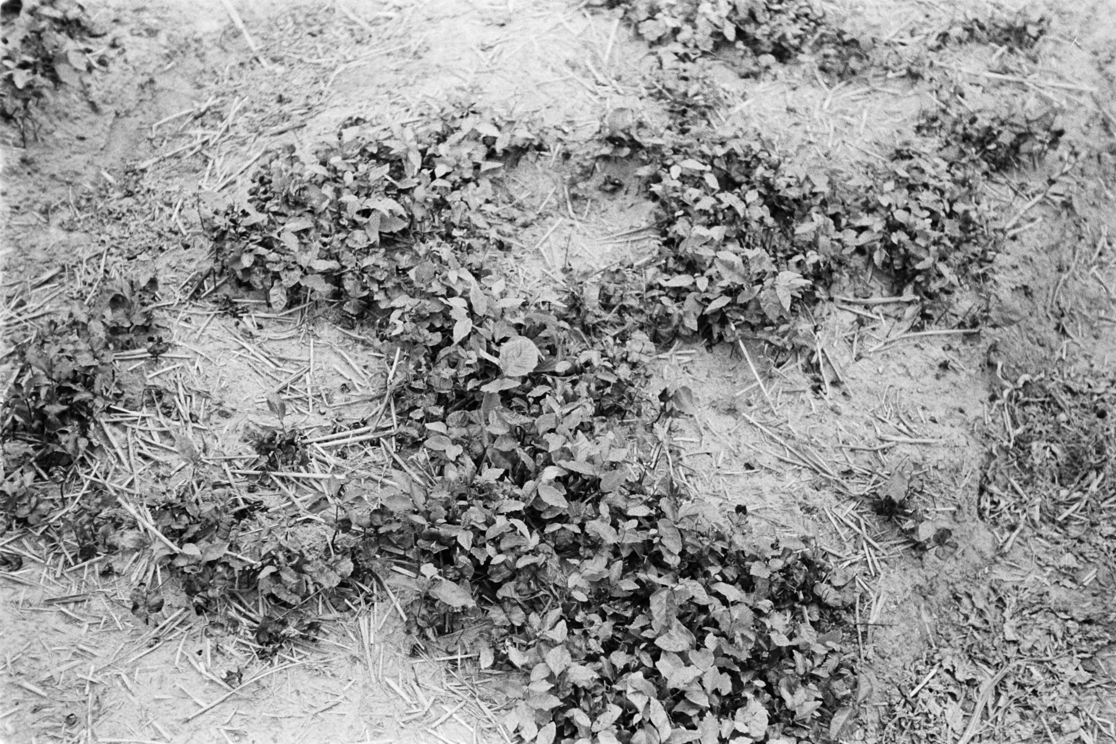 Fotocollectie Nederlandse Heidemaatschappij — Noord-Brabant|Zundert|bosbouw |proefzaaibedden |beukennoten — Foto: Fotograaf Onbekend / Heidemij. Licentie: Set B: Rechtenvrij / Publiek Domein. Bron: Nationaal Archief. http://hdl.handle.net/10648/ae8947b4-d0b4-102d-bcf8-003048976d84