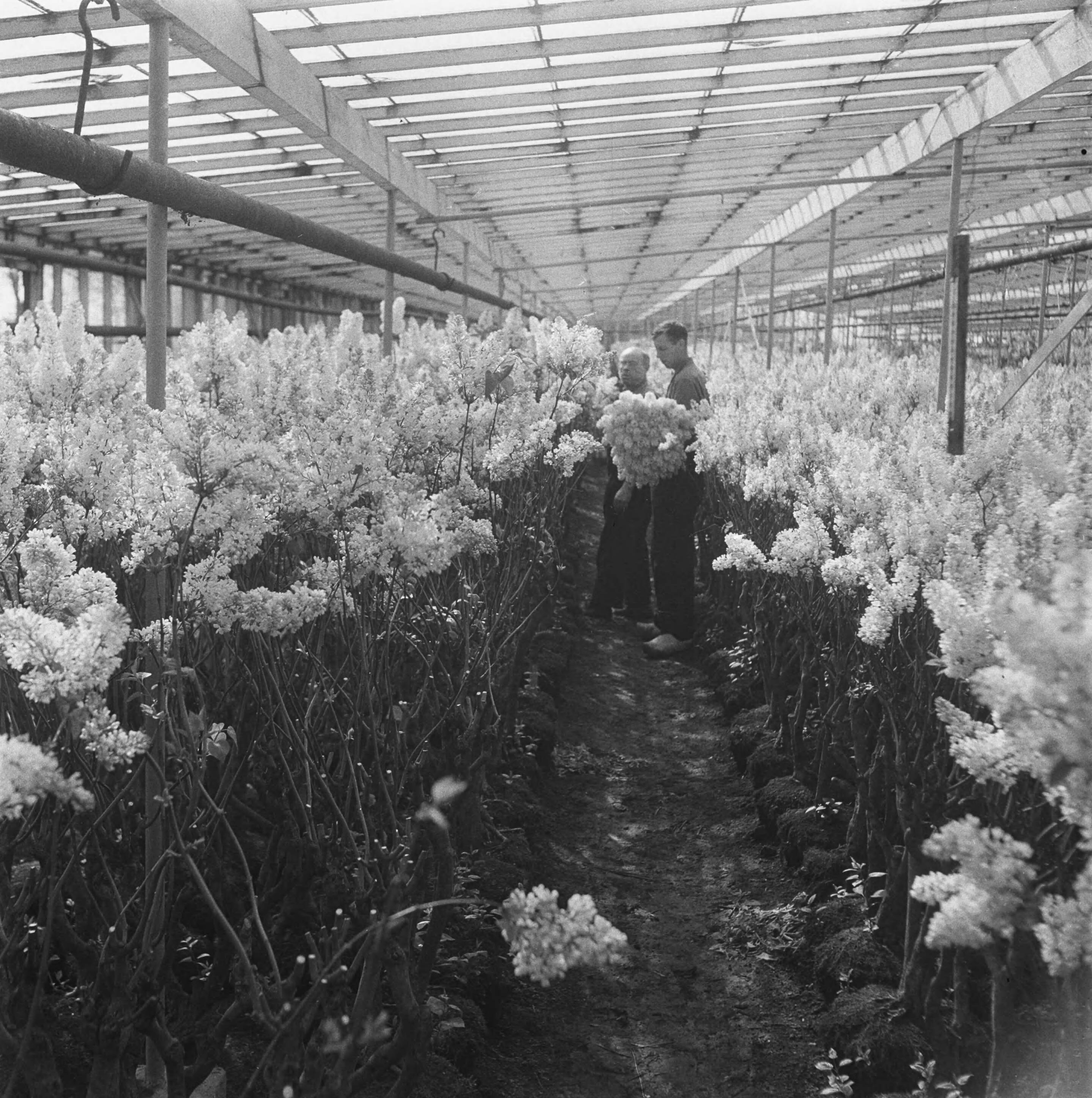 Fotocollectie Anefo — Aalsmeer — Foto: Wisman, Bram / Anefo. Licentie: Set B: Rechtenvrij / Publiek Domein. Bron: Nationaal Archief. http://hdl.handle.net/10648/a8a714b6-d0b4-102d-bcf8-003048976d84