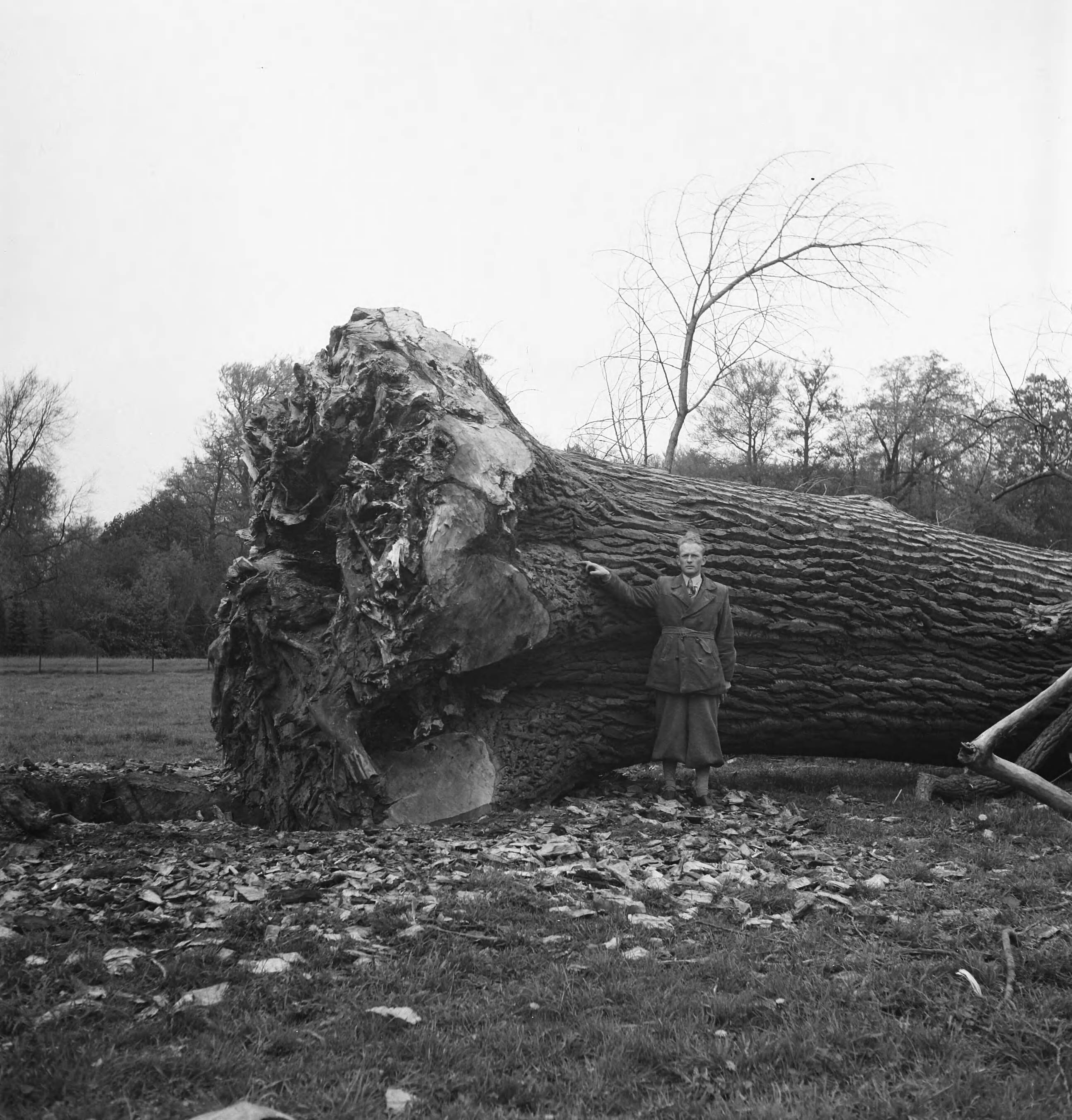 Fotocollectie Nederlandse Heidemaatschappij — De dikste populier van Nederland, op het landgoed "Houdringe" te De Bilt. Met een omtrek op borsthooge van 7.34 m / doorsnee 2.34 m — Foto: Fotograaf Onbekend / Heidemij. Licentie: Set B: Rechtenvrij / Publiek Domein. Bron: Nationaal Archief. http://hdl.handle.net/10648/ae7cac16-d0b4-102d-bcf8-003048976d84