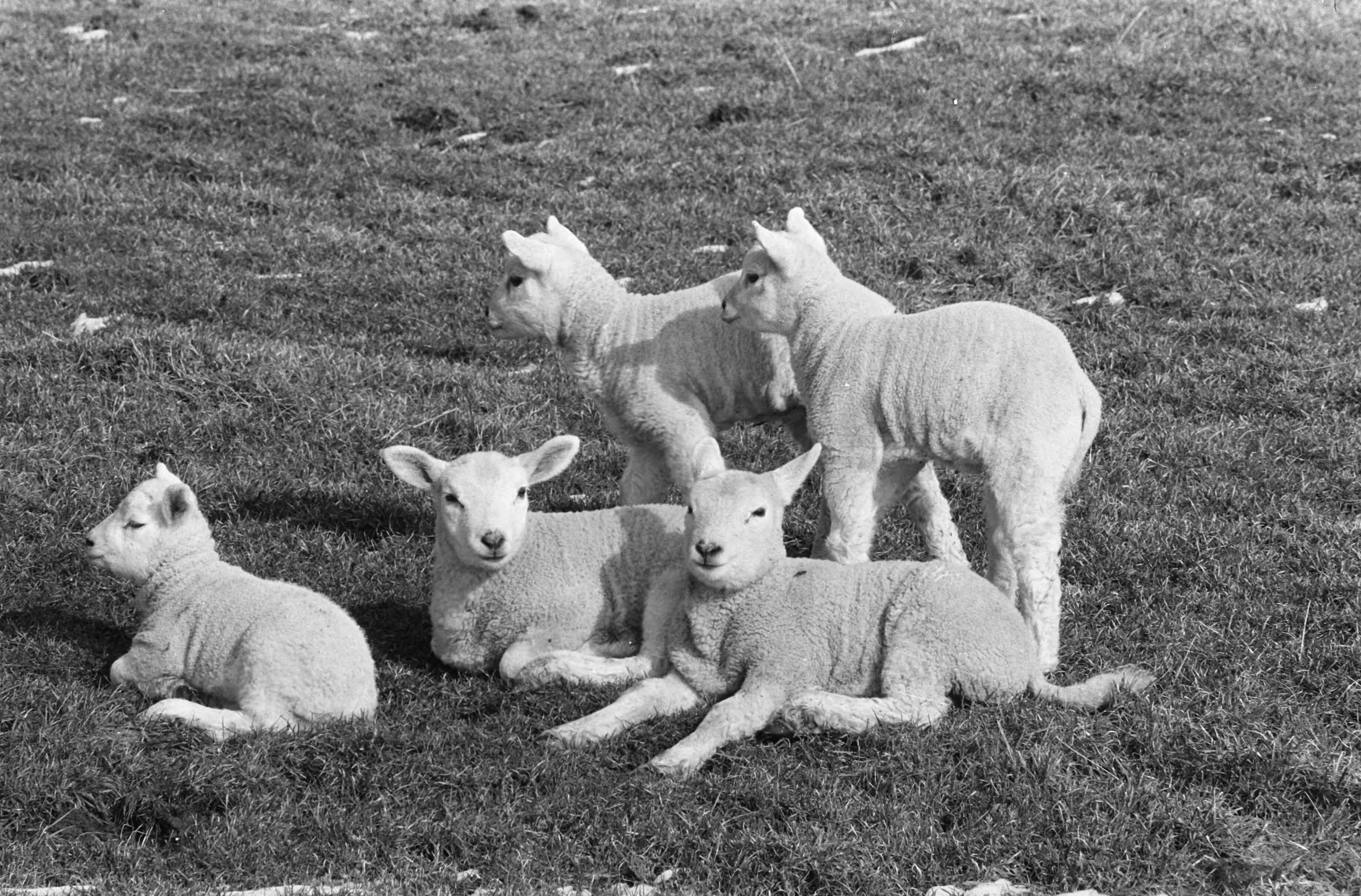Fotocollectie Anefo — Lente. Lammeren in de wei bij Abcoude — Foto: Evers, Joost / Anefo. Licentie: Set B: Rechtenvrij / Publiek Domein. Bron: Nationaal Archief. http://hdl.handle.net/10648/ab9018e4-d0b4-102d-bcf8-003048976d84