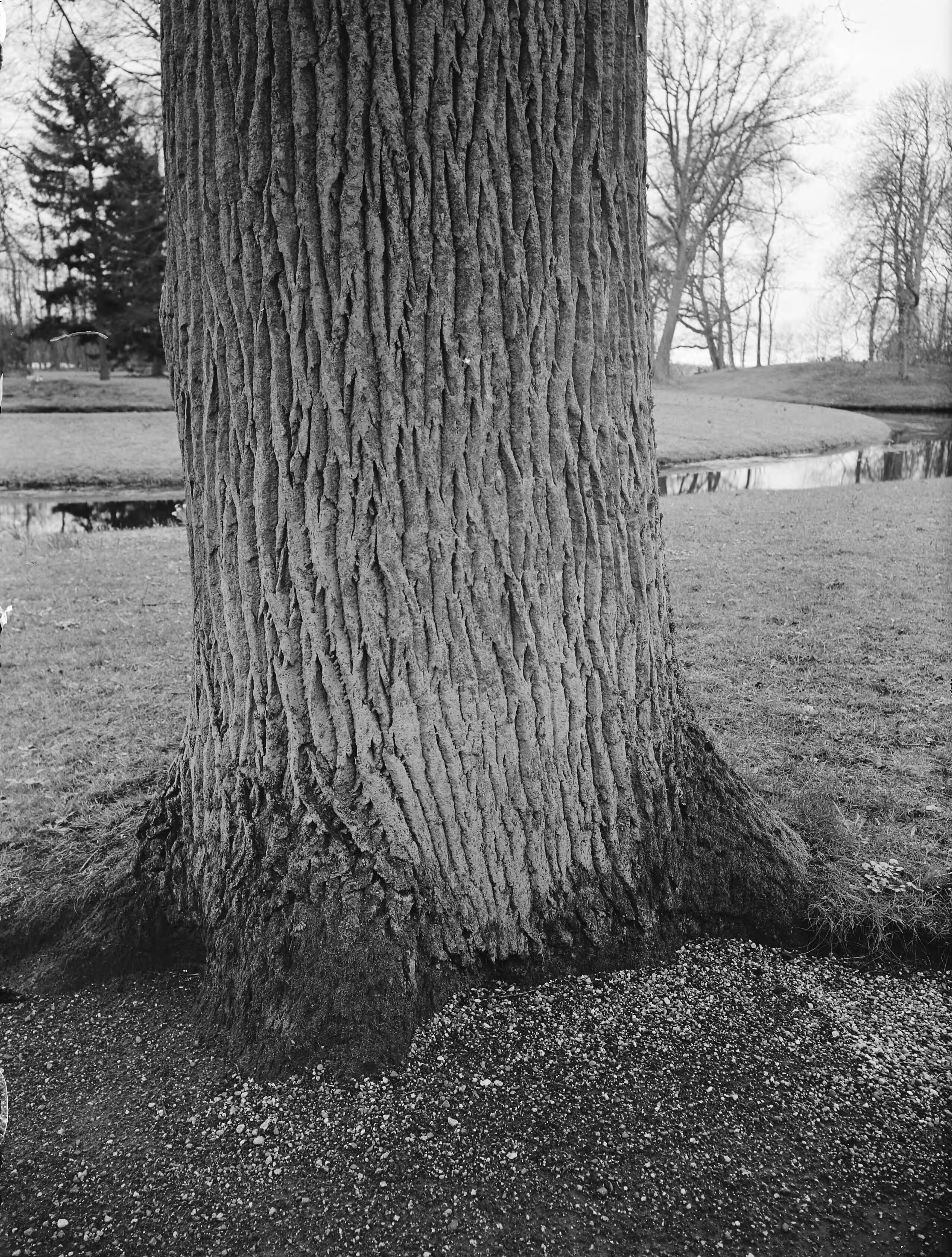 Fotocollectie Nederlandse Heidemaatschappij — Eik op landgoed Stania State (Oenkerk, Friesland) (stam) — Foto: Fotograaf Onbekend / Heidemij. Licentie: Set B: Rechtenvrij / Publiek Domein. Bron: Nationaal Archief. http://hdl.handle.net/10648/ae858ebc-d0b4-102d-bcf8-003048976d84