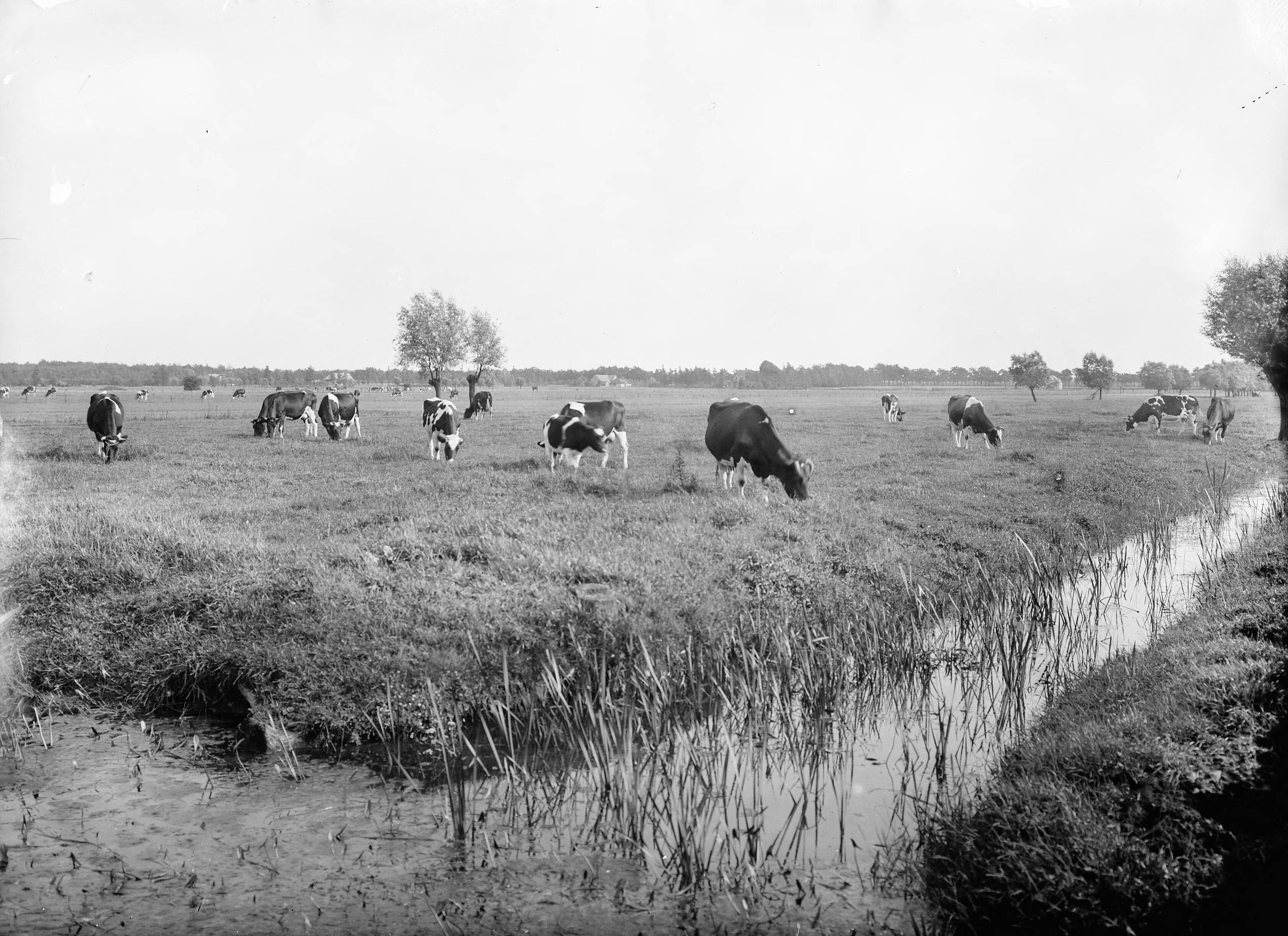 Fotocollectie Nederlandse Heidemaatschappij — Baarn|weilanden |koeien — Foto: Fotograaf Onbekend / Heidemij. Licentie: Set B: Rechtenvrij / Publiek Domein. Bron: Nationaal Archief. http://hdl.handle.net/10648/ae41eb4e-d0b4-102d-bcf8-003048976d84