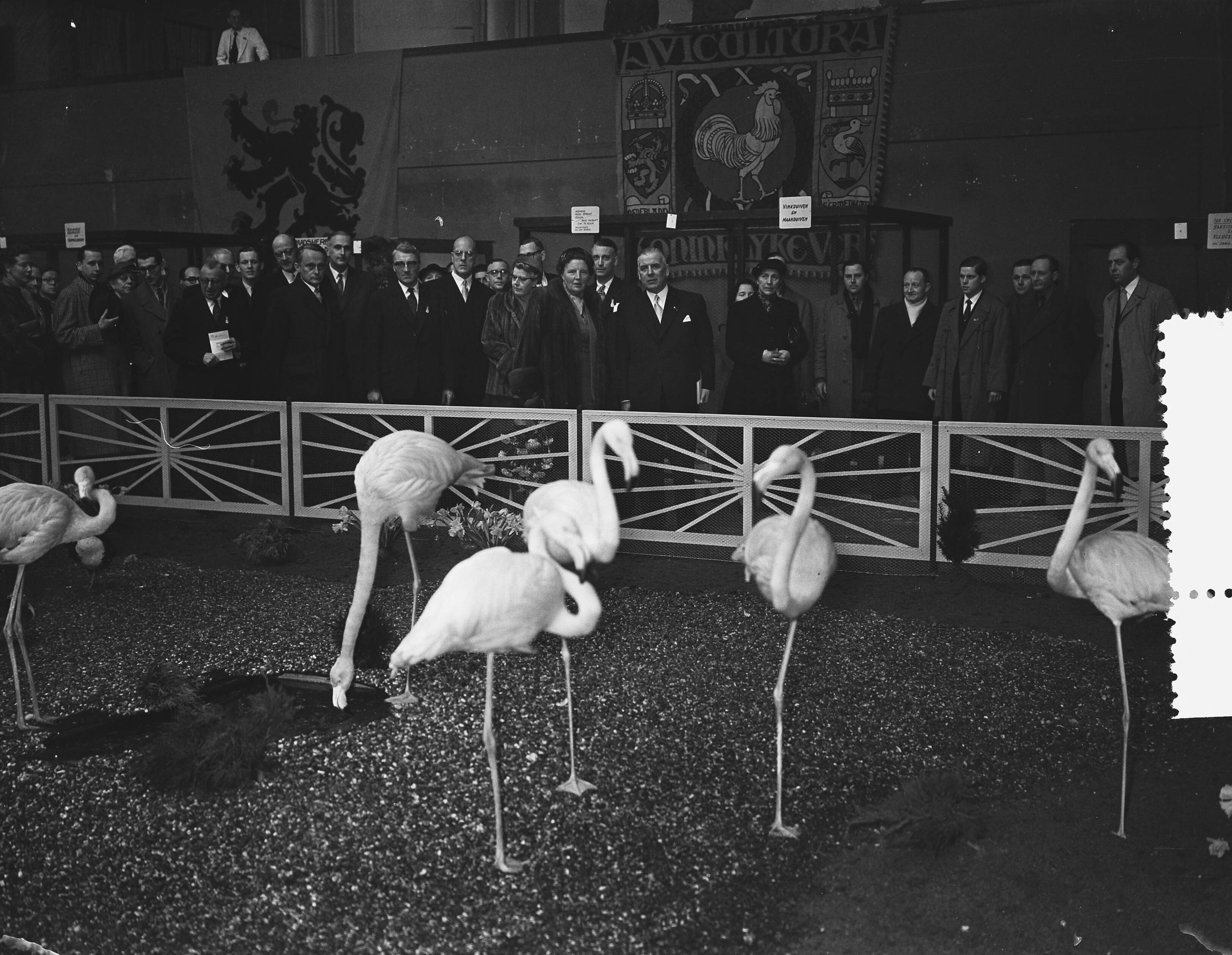 Fotocollectie Anefo — Koningin Juliana bezoekt de 60ste tentoonstelling van "Avicultura" in de Houtrusthallen te Den Haag — Foto: Bilsen, Joop van / Anefo. Licentie: Set B: Rechtenvrij / Publiek Domein. Bron: Nationaal Archief. http://hdl.handle.net/10648/a941cff6-d0b4-102d-bcf8-003048976d84