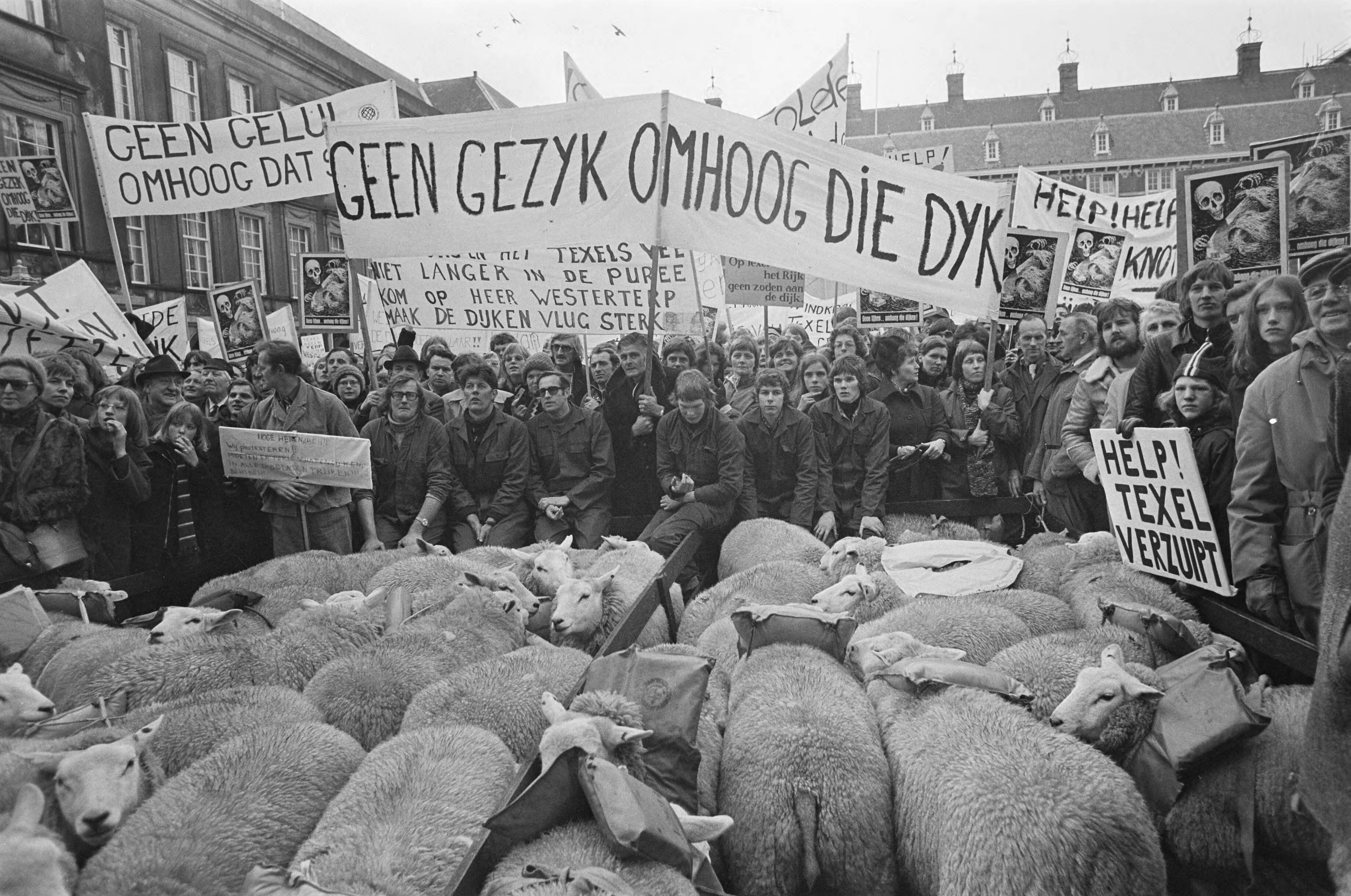 Fotocollectie Anefo — Bewoners Texel demonstreren in Den Haag voor verhoging dijken; overzicht demonstratie met schapen op Binnenhof — Foto: Mieremet, Rob / Anefo. Licentie: Set B: Rechtenvrij / Publiek Domein. Bron: Nationaal Archief. http://hdl.handle.net/10648/ac7be378-d0b4-102d-bcf8-003048976d84